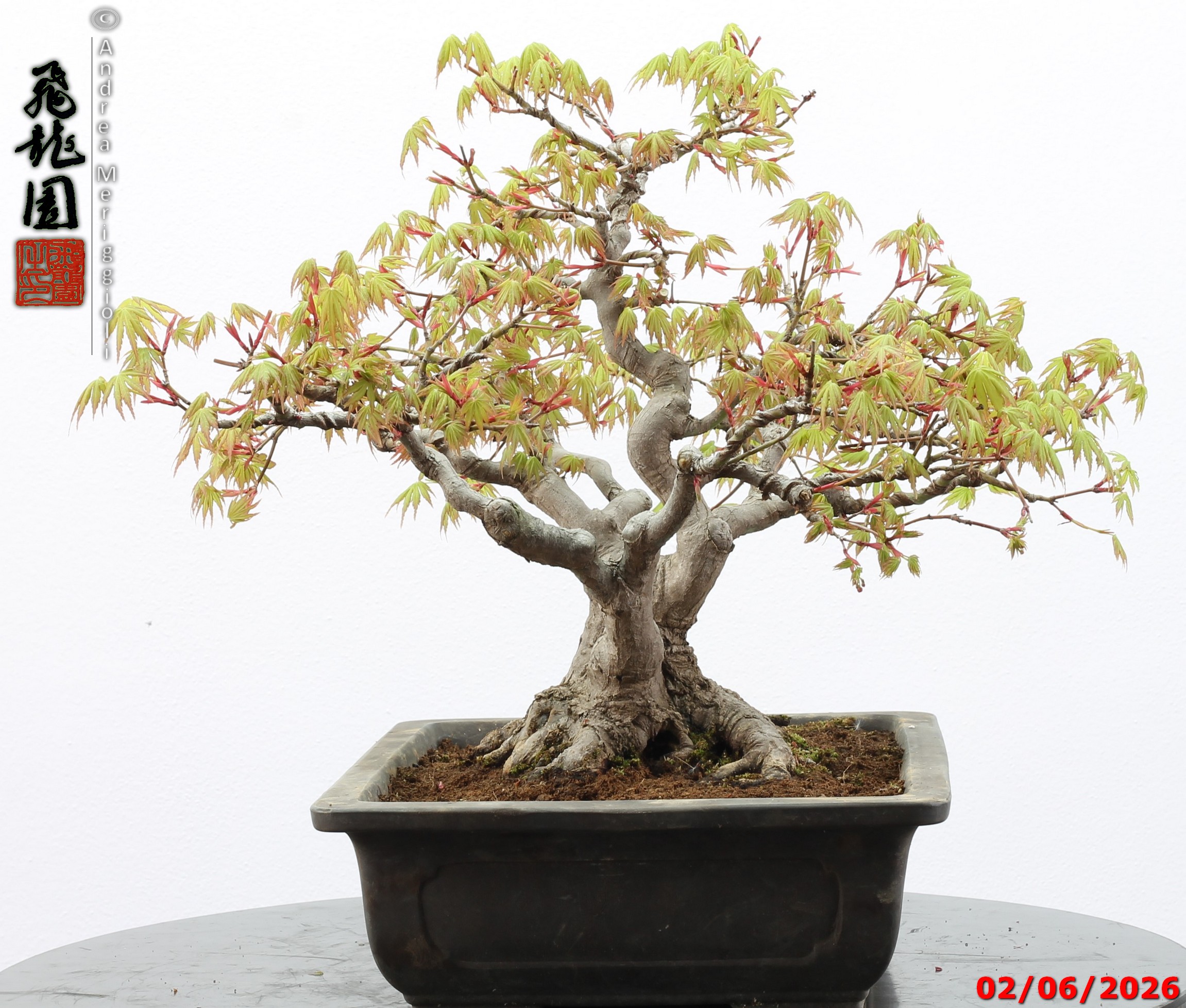Acer palmatum - immagine 4