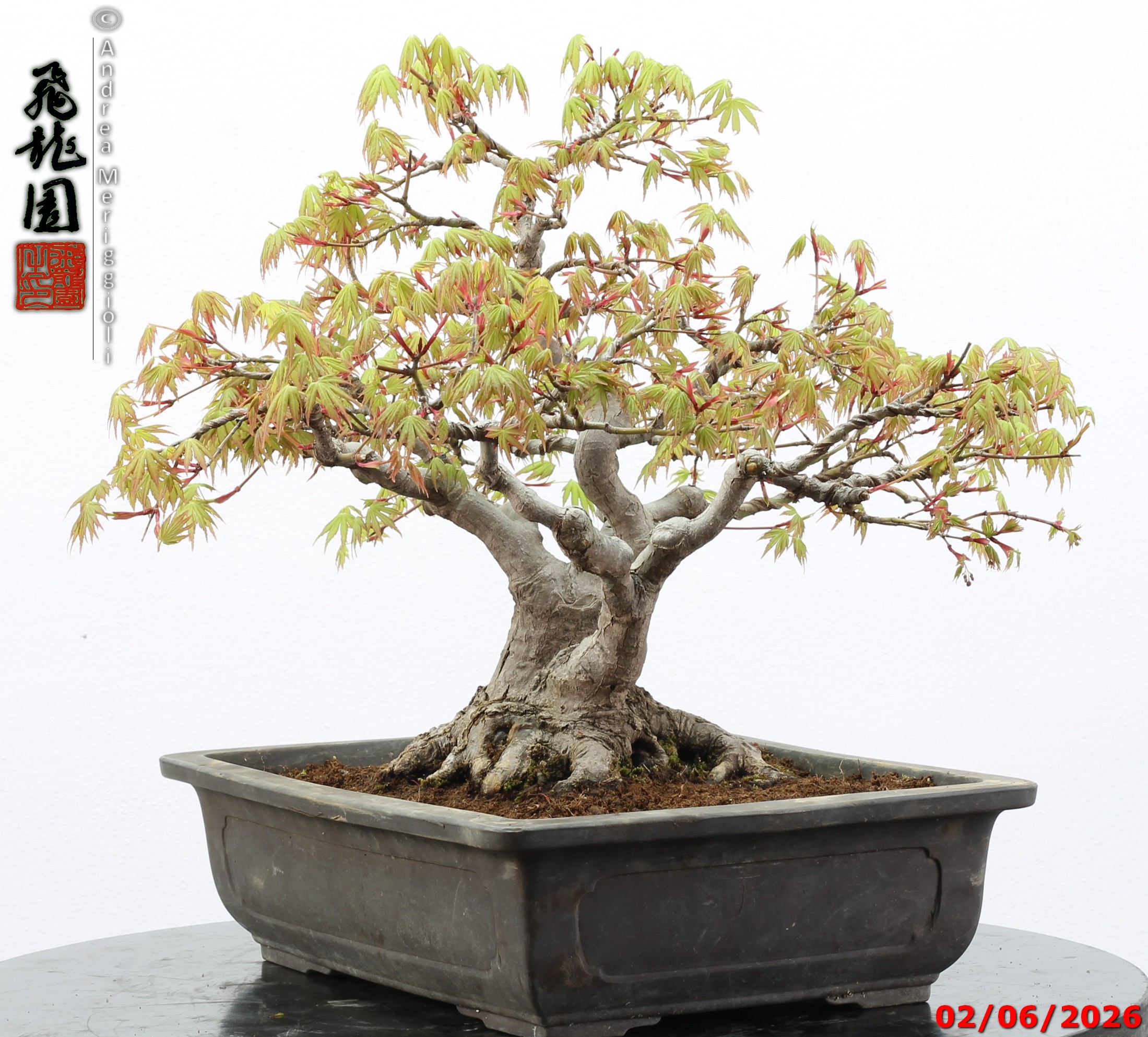 Acer palmatum - immagine 3