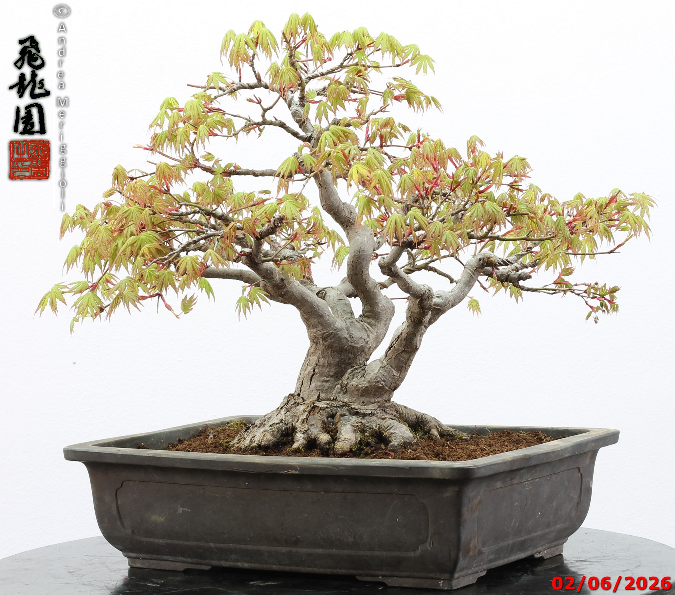 Acer palmatum - immagine 2