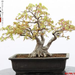 Acer palmatum