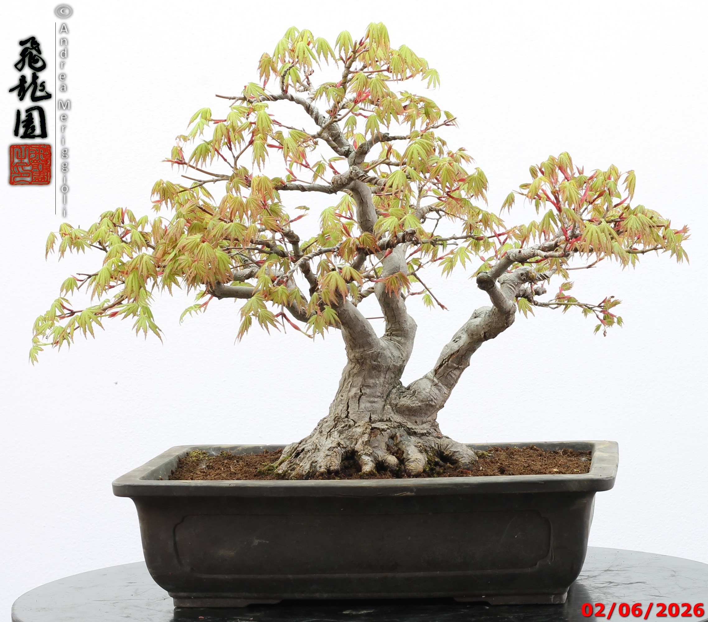 Acer palmatum