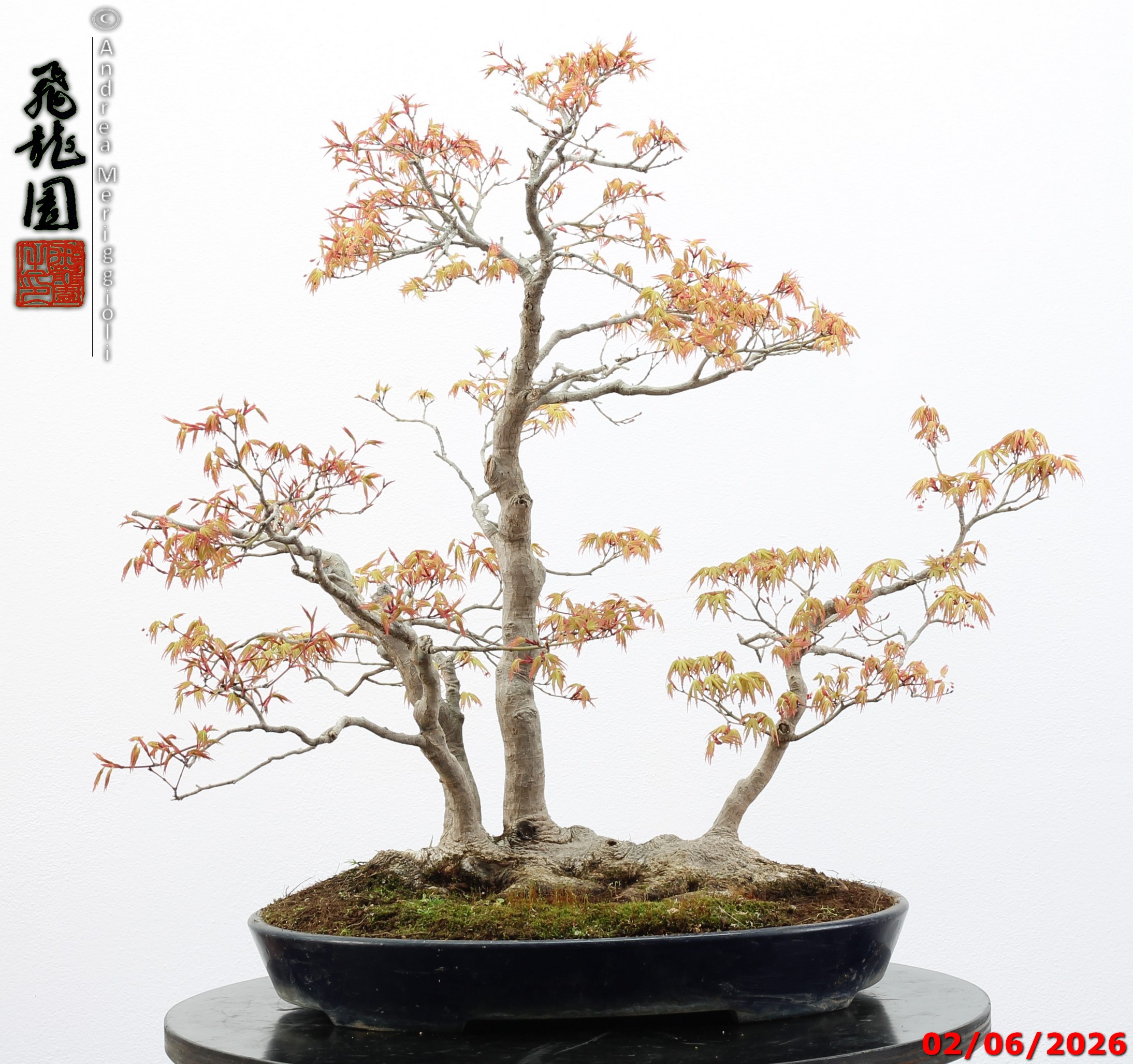 Acer palmatum - immagine 3