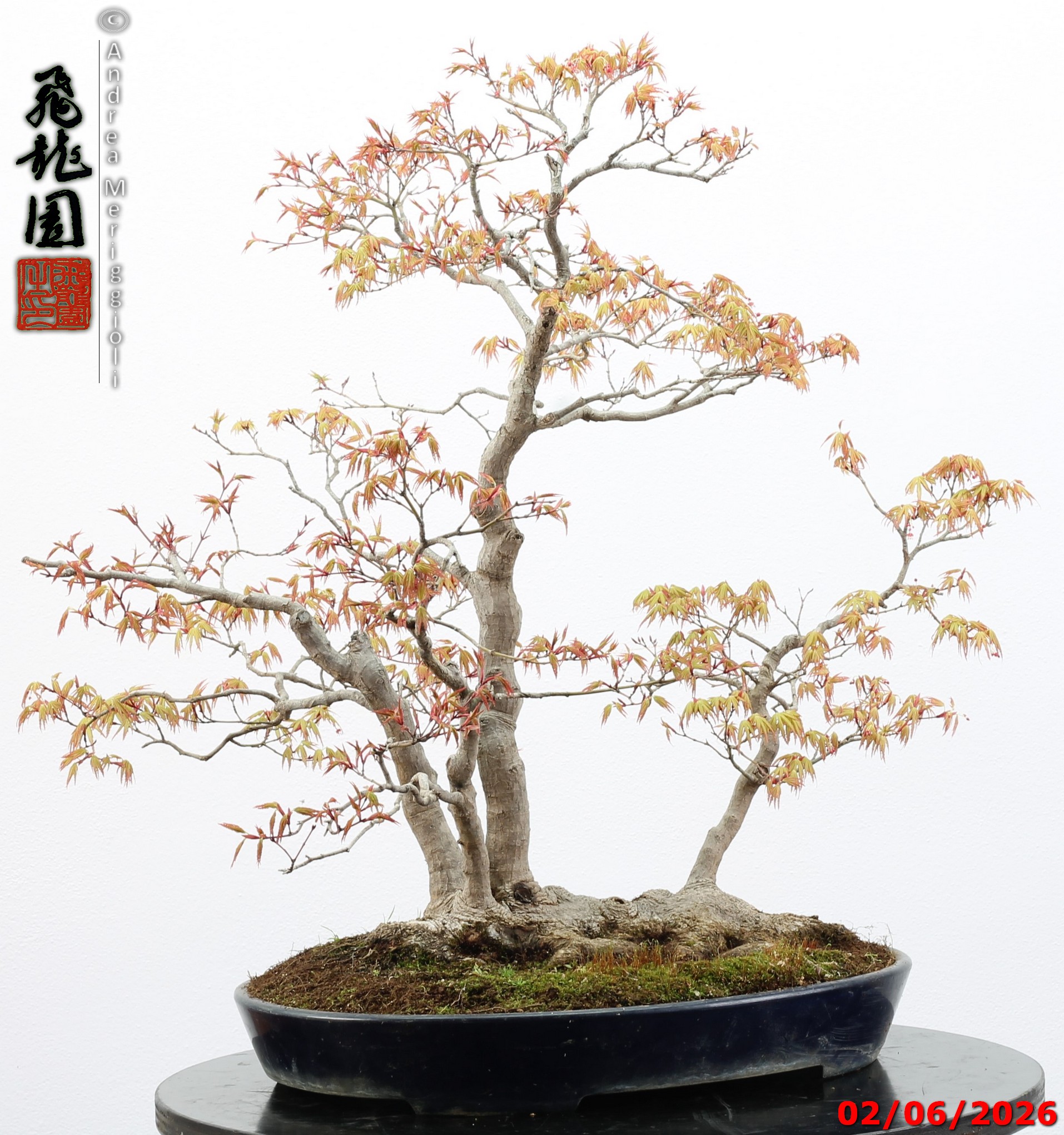 Acer palmatum - immagine 13