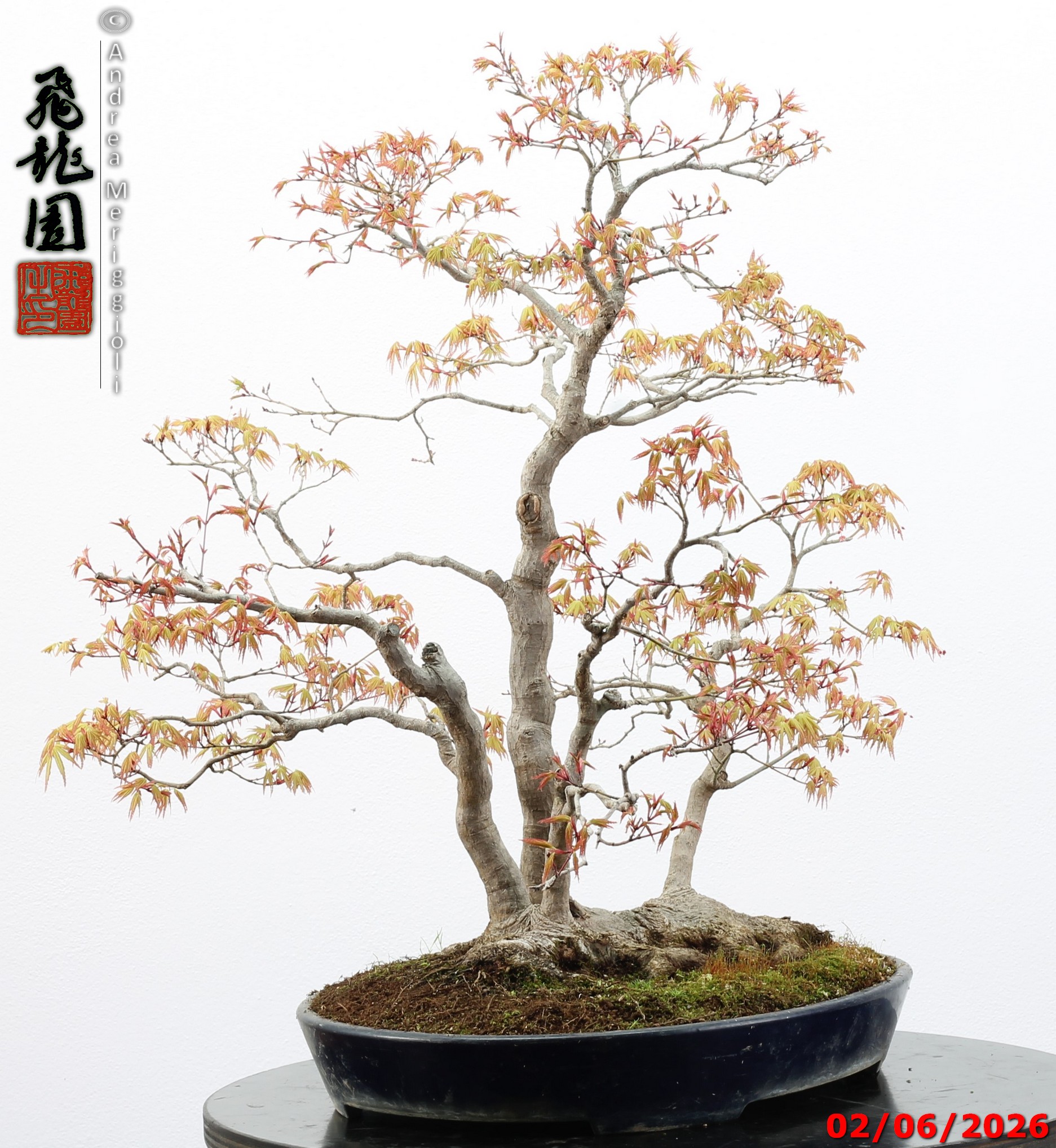 Acer palmatum - immagine 12