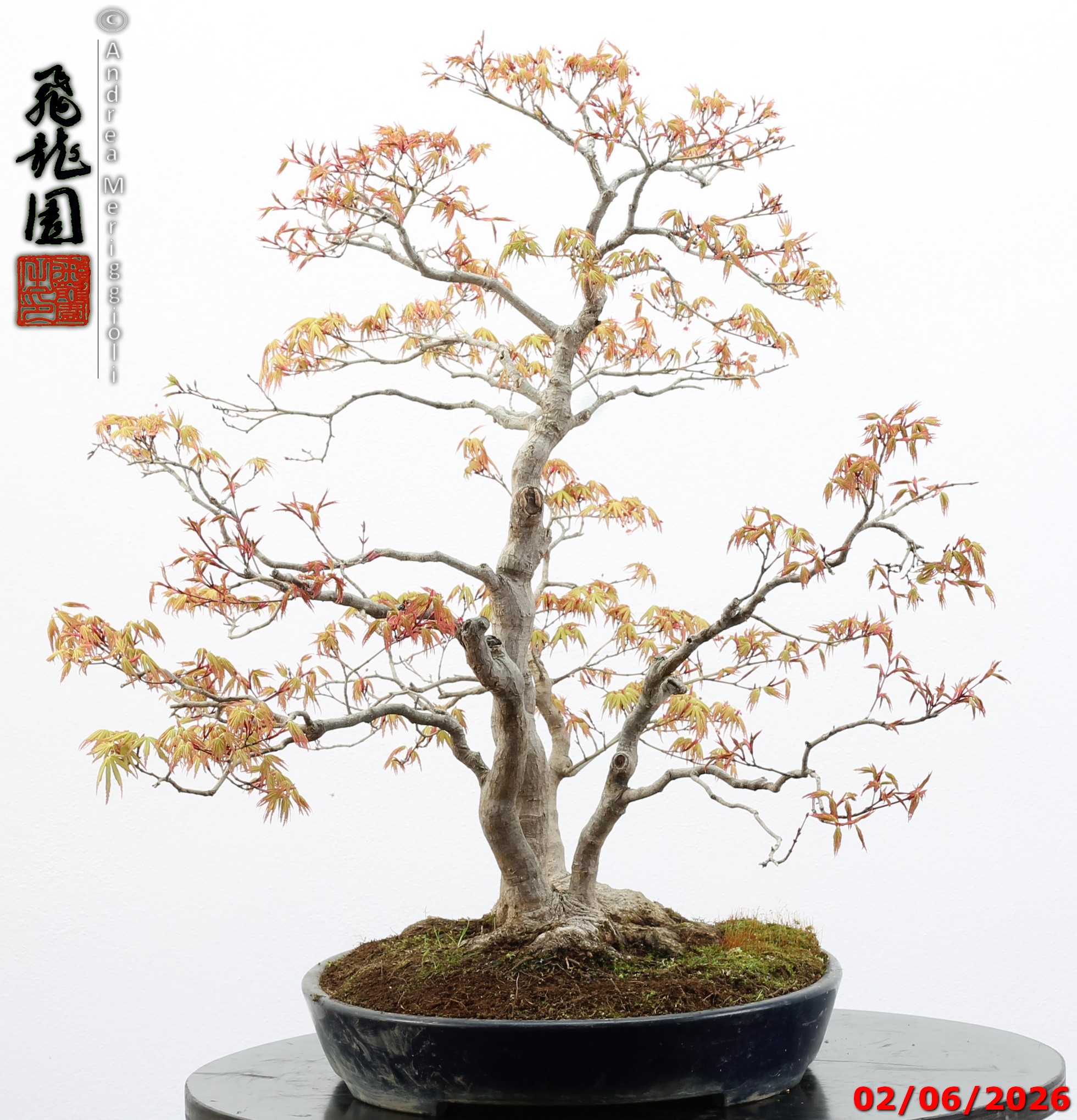 Acer palmatum - immagine 11