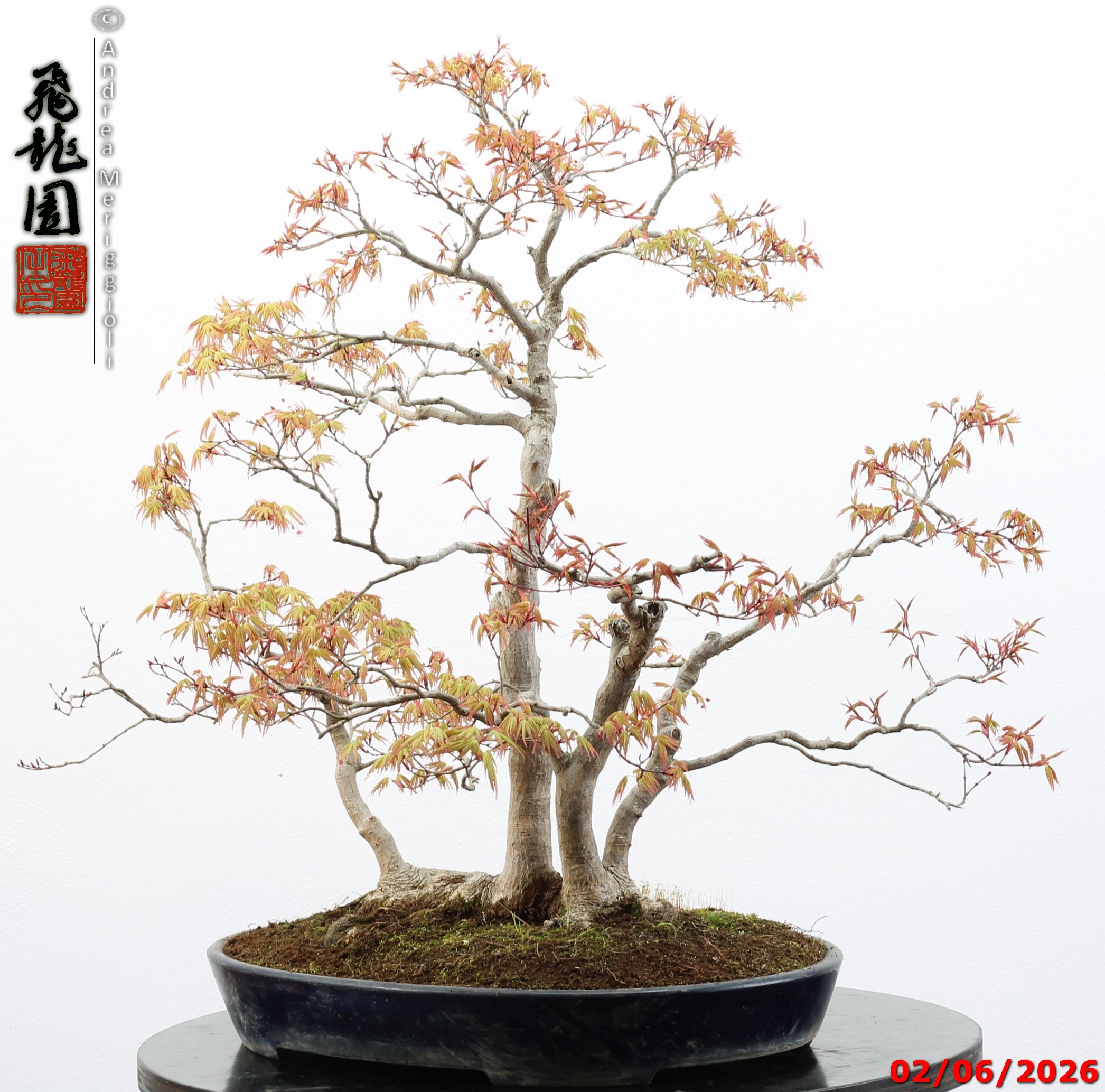 Acer palmatum - immagine 10