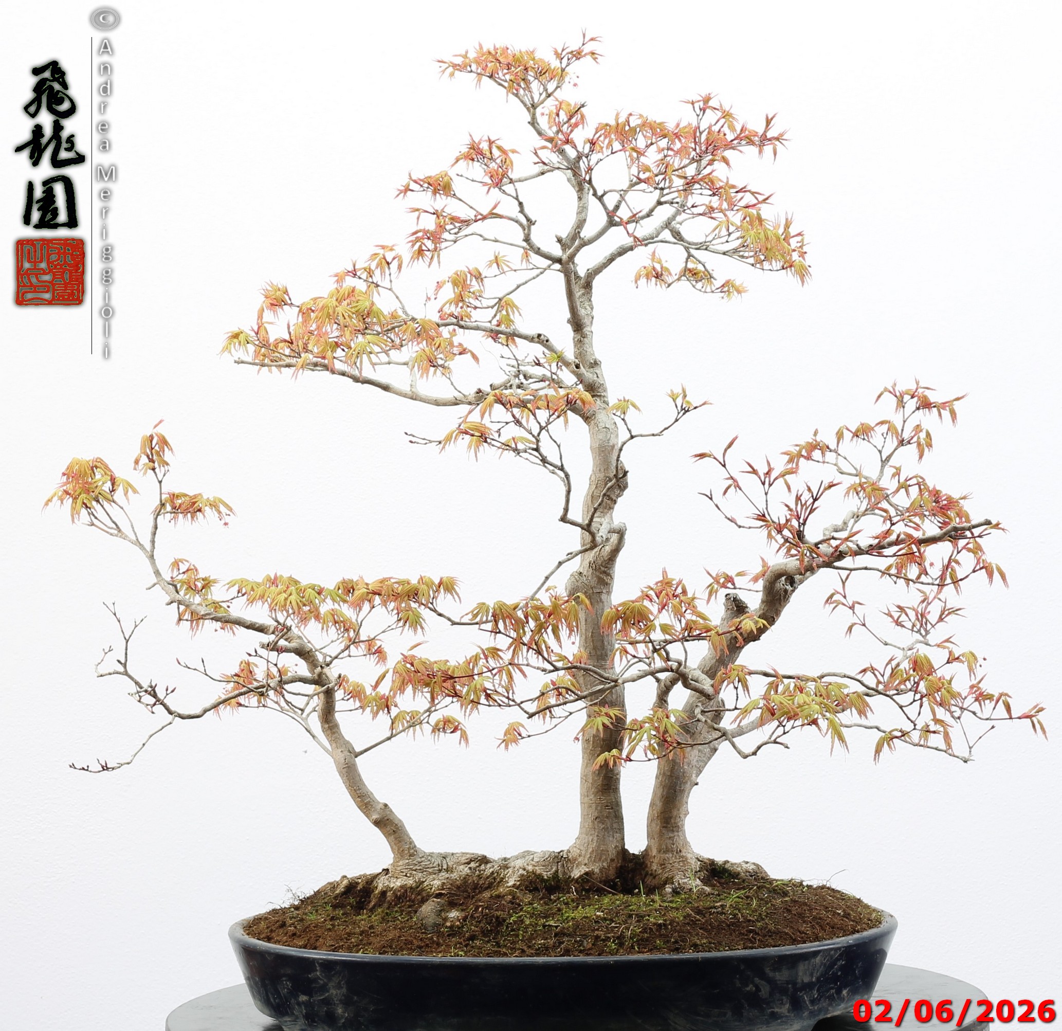 Acer palmatum - immagine 9