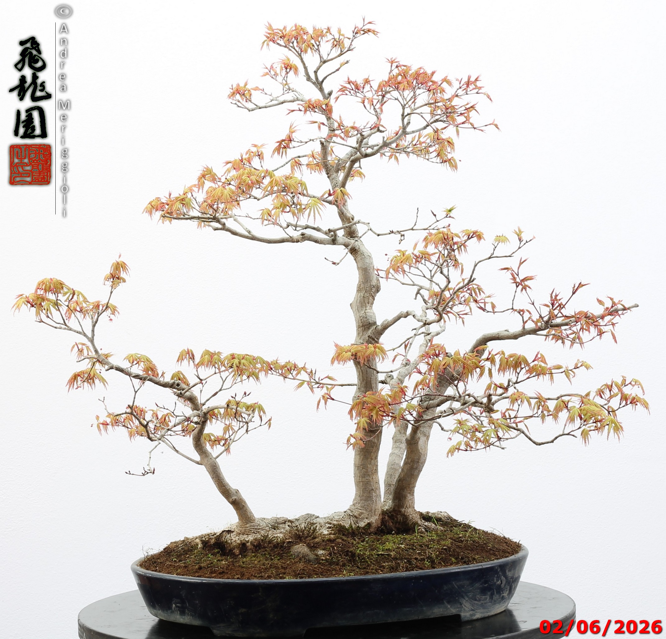 Acer palmatum - immagine 8