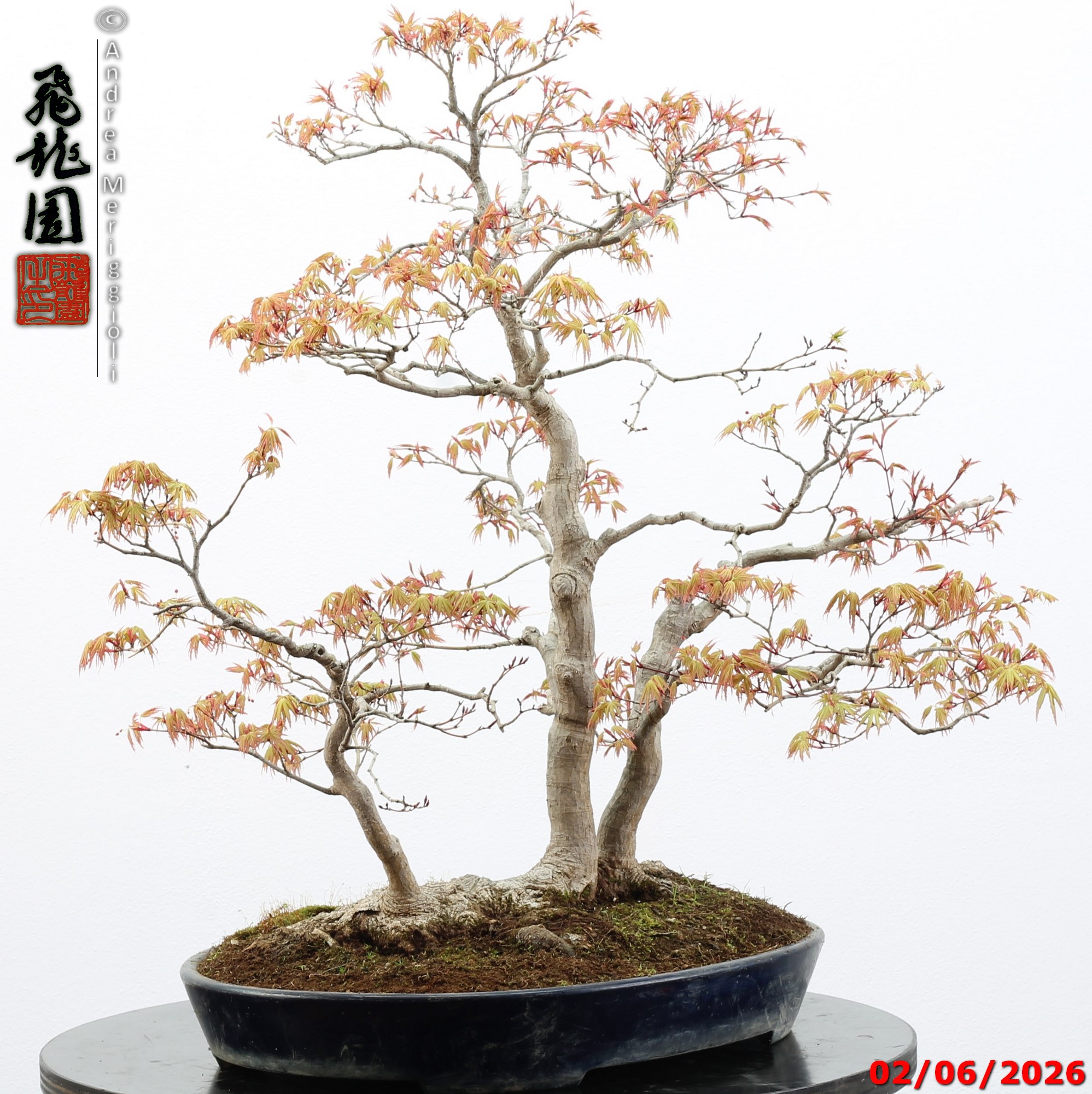 Acer palmatum - immagine 7