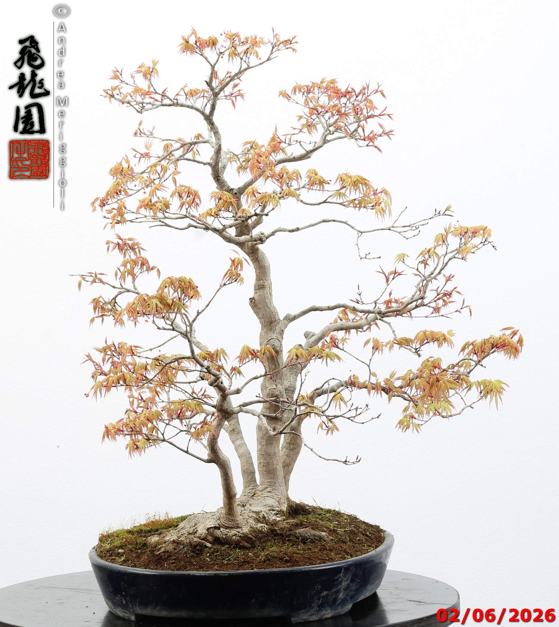 Acer palmatum - immagine 6