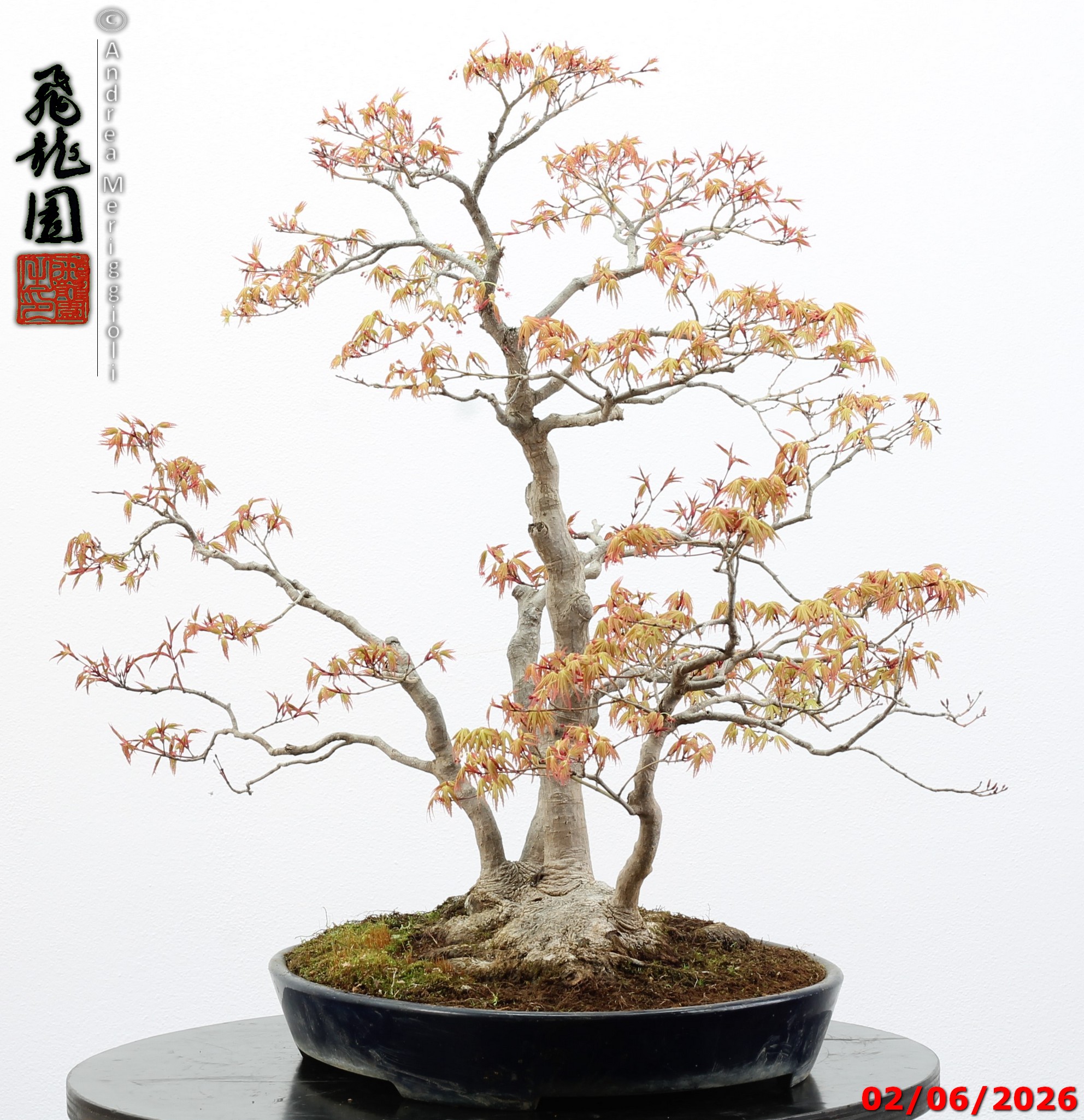 Acer palmatum - immagine 5