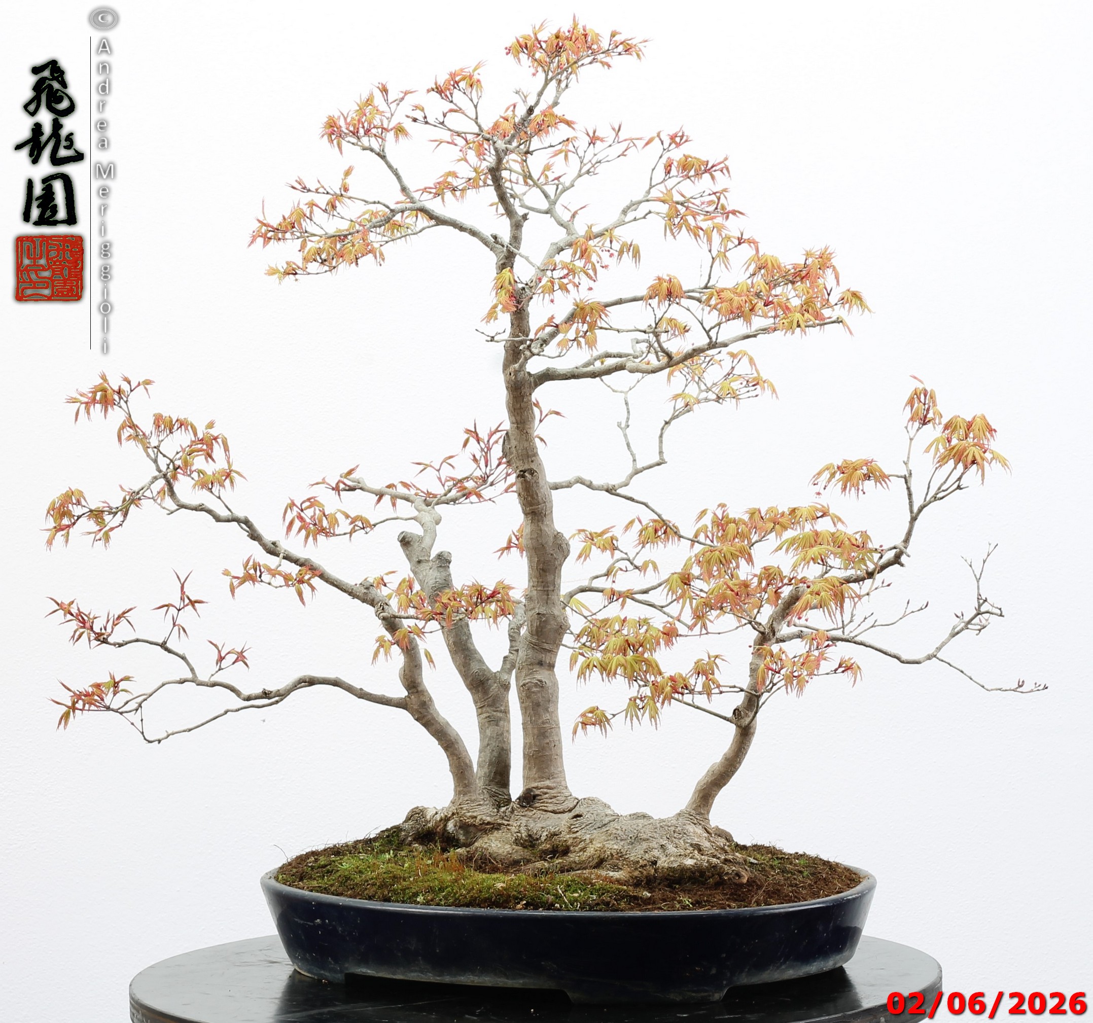Acer palmatum - immagine 2