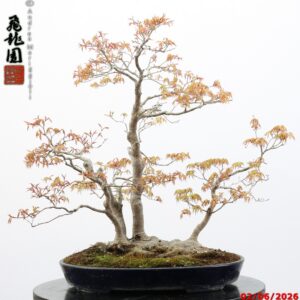 Acer palmatum