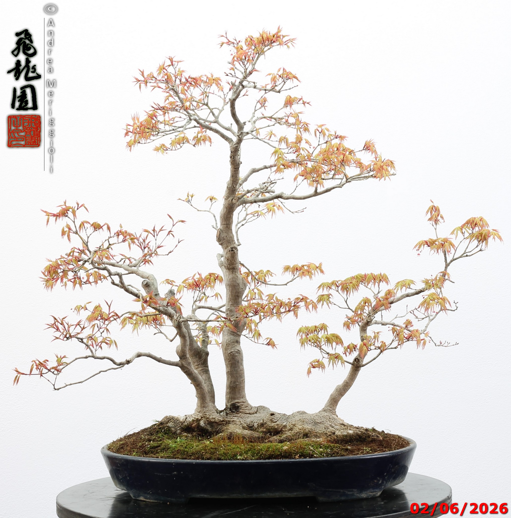Acer palmatum