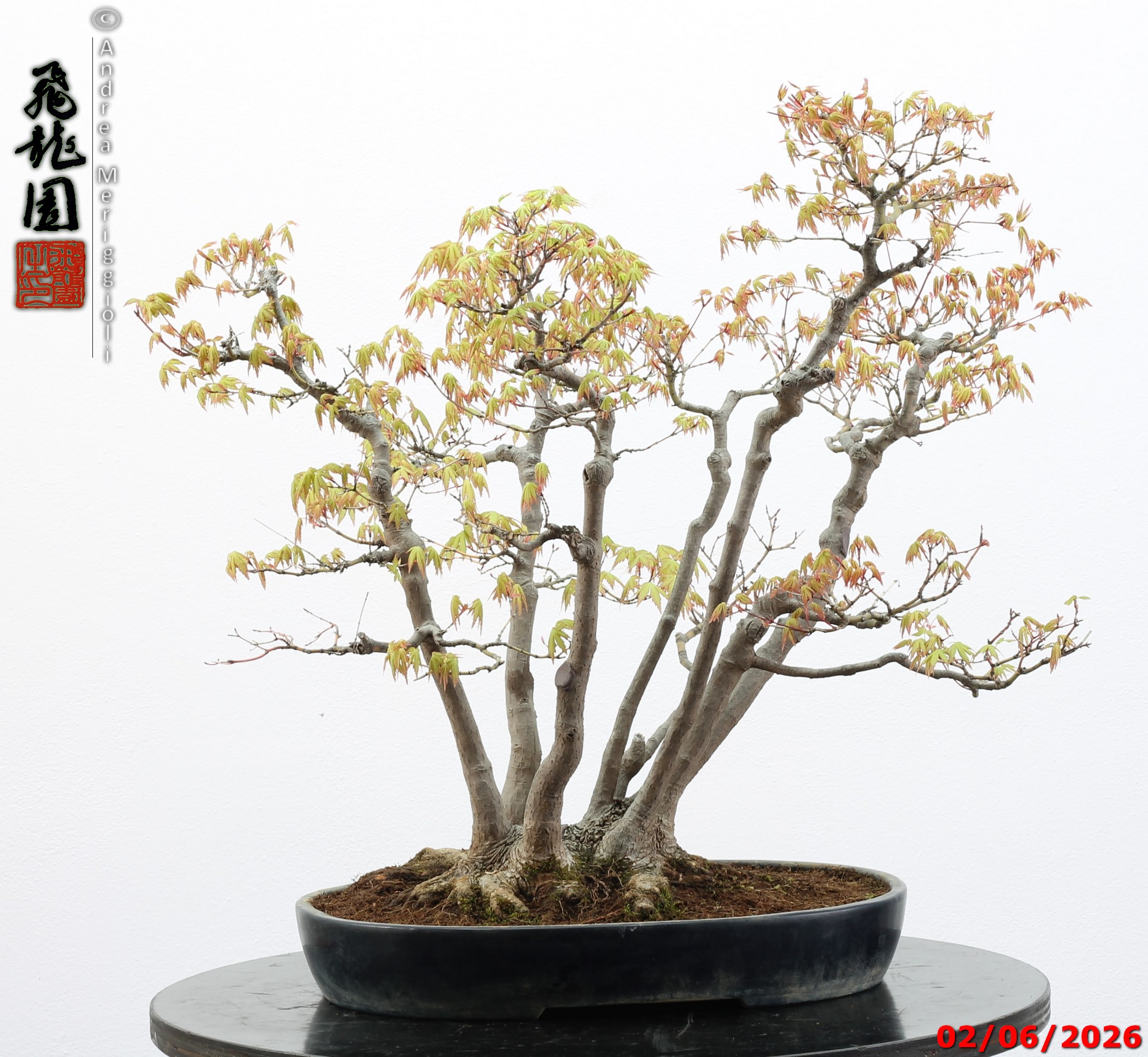 Acer palmatum - immagine 14