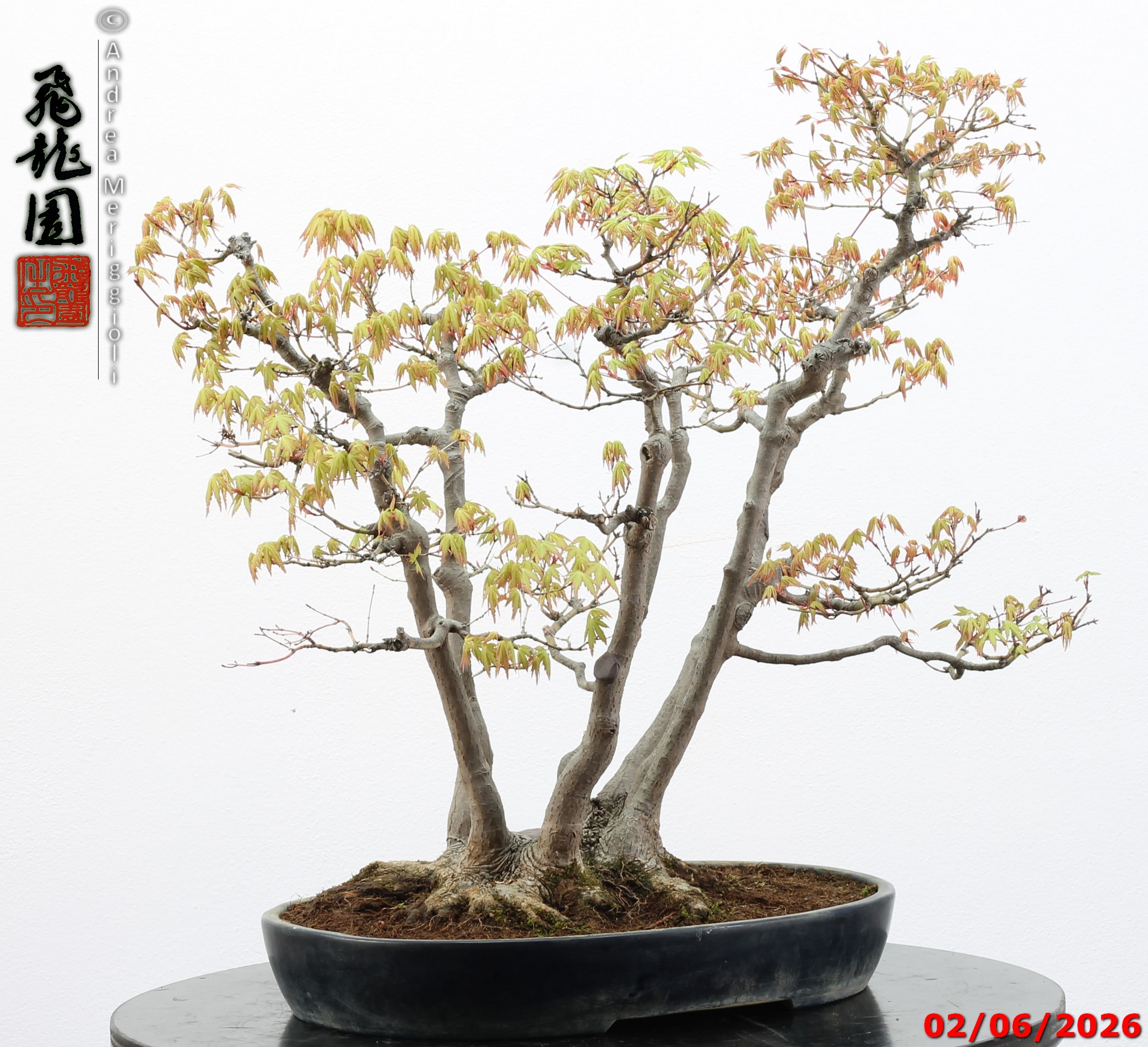 Acer palmatum - immagine 13