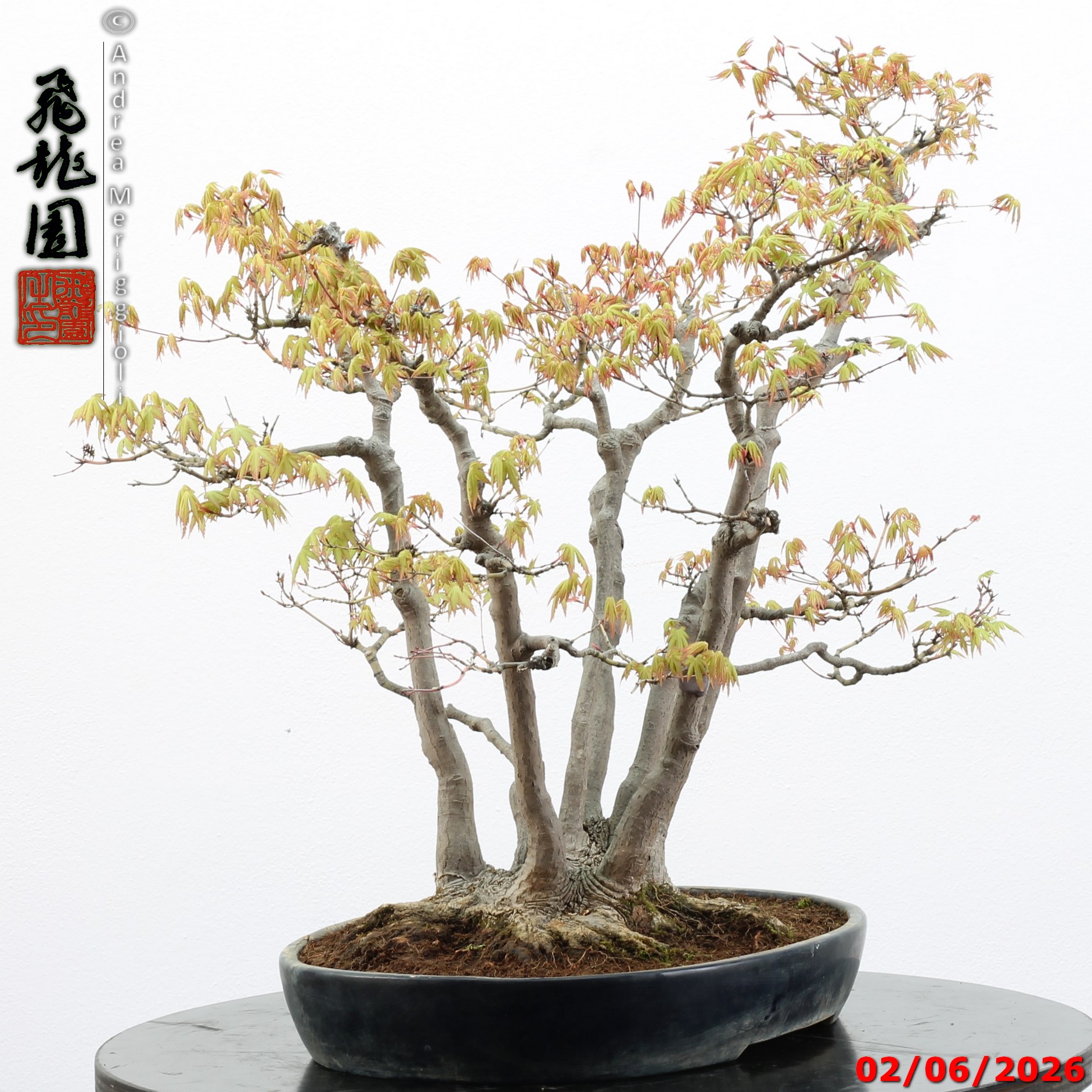 Acer palmatum - immagine 12