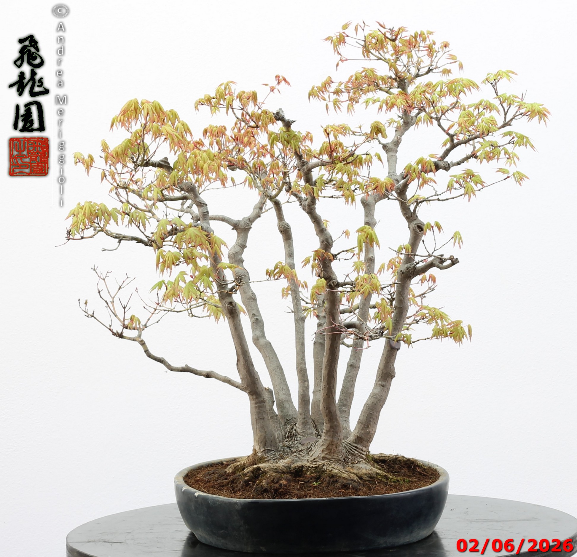 Acer palmatum - immagine 11