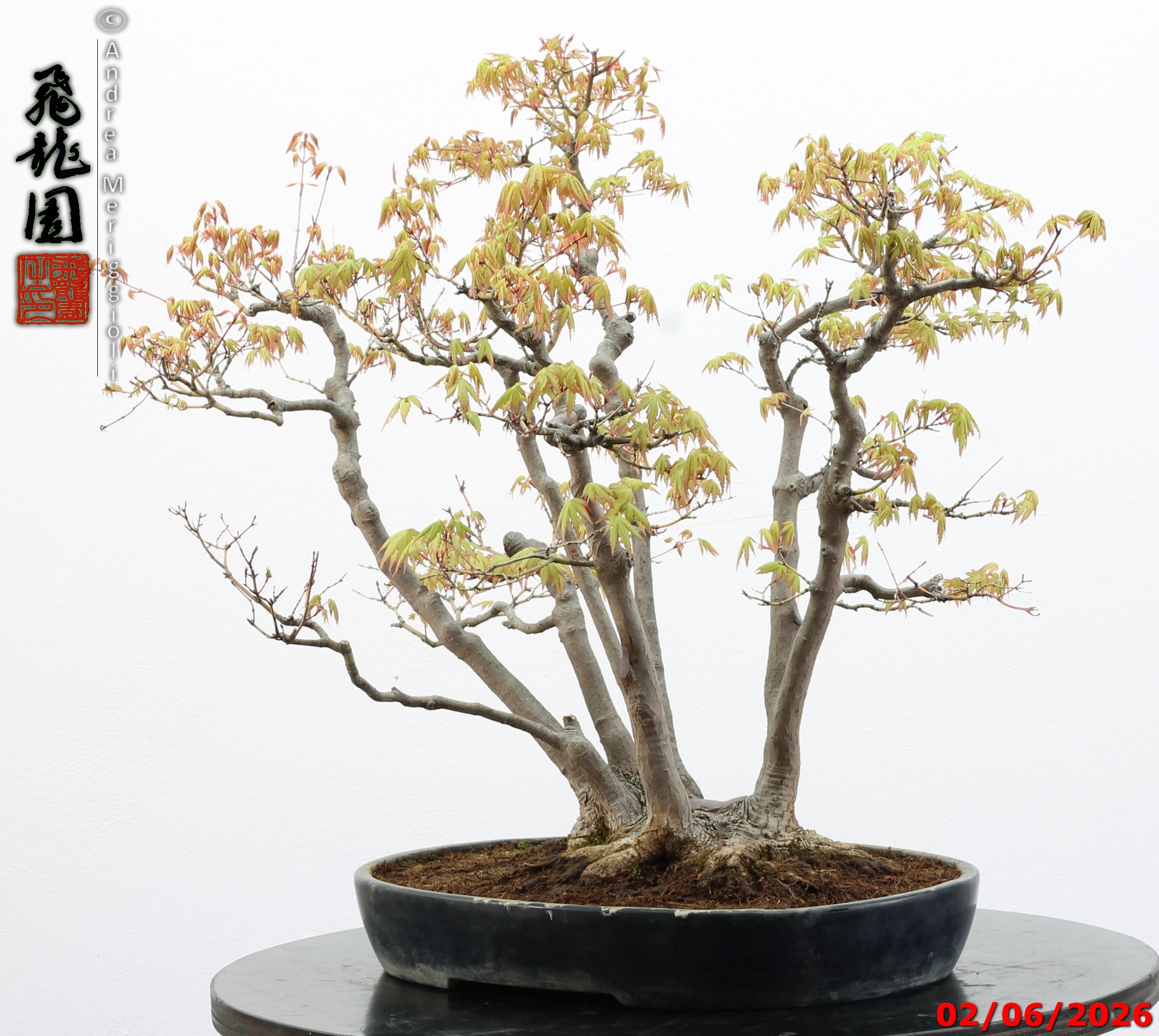 Acer palmatum - immagine 10