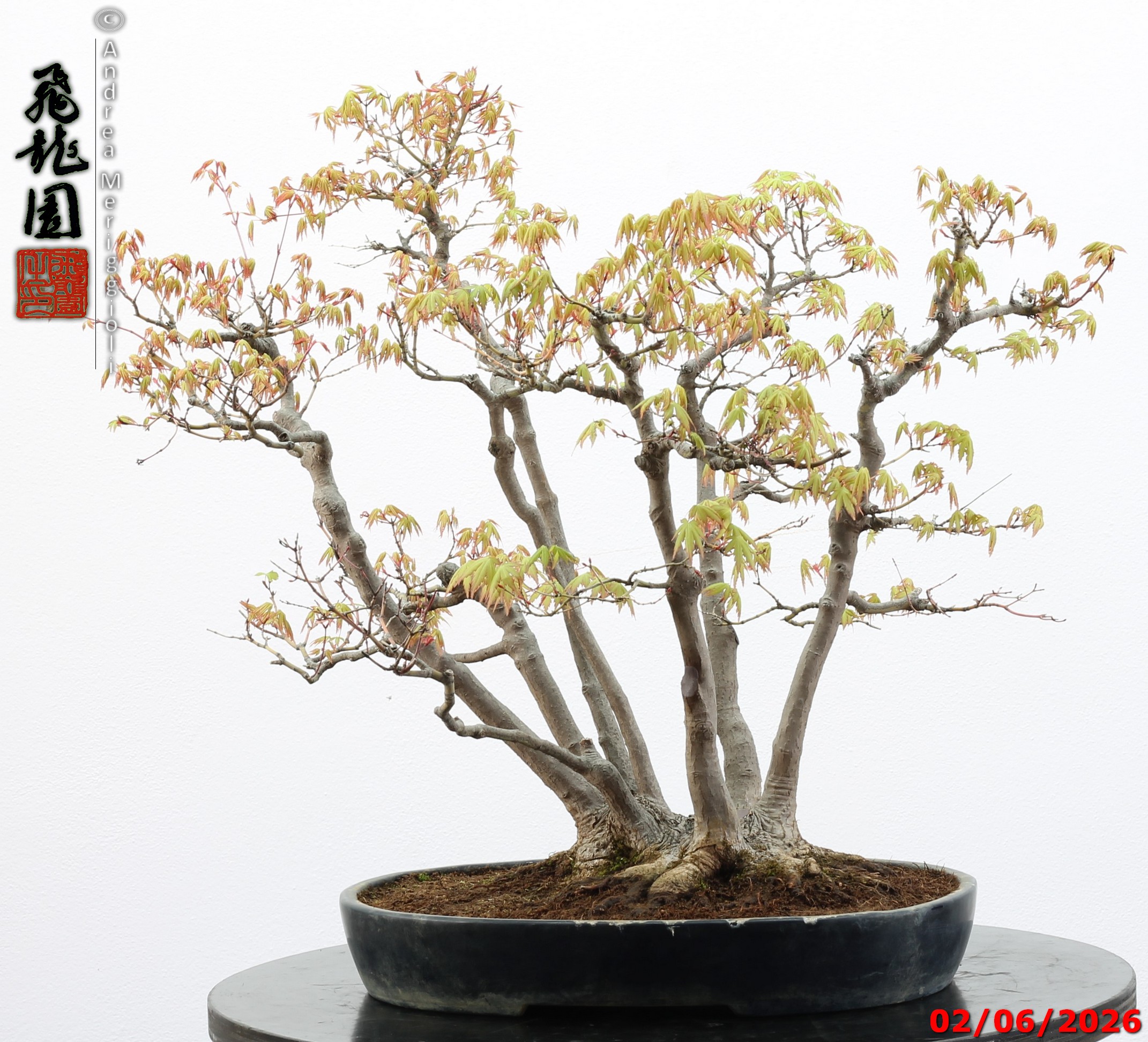 Acer palmatum - immagine 9