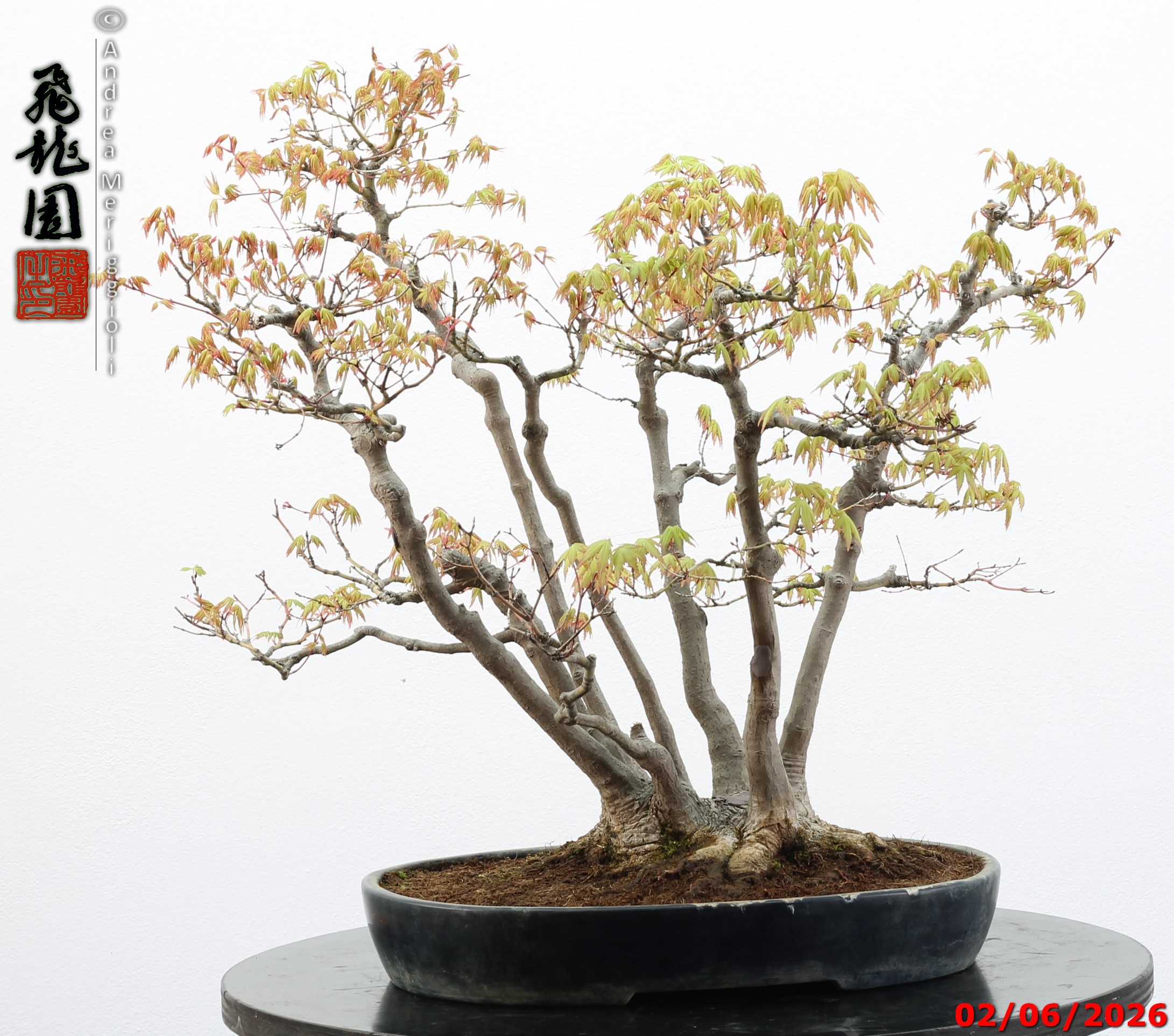 Acer palmatum - immagine 8