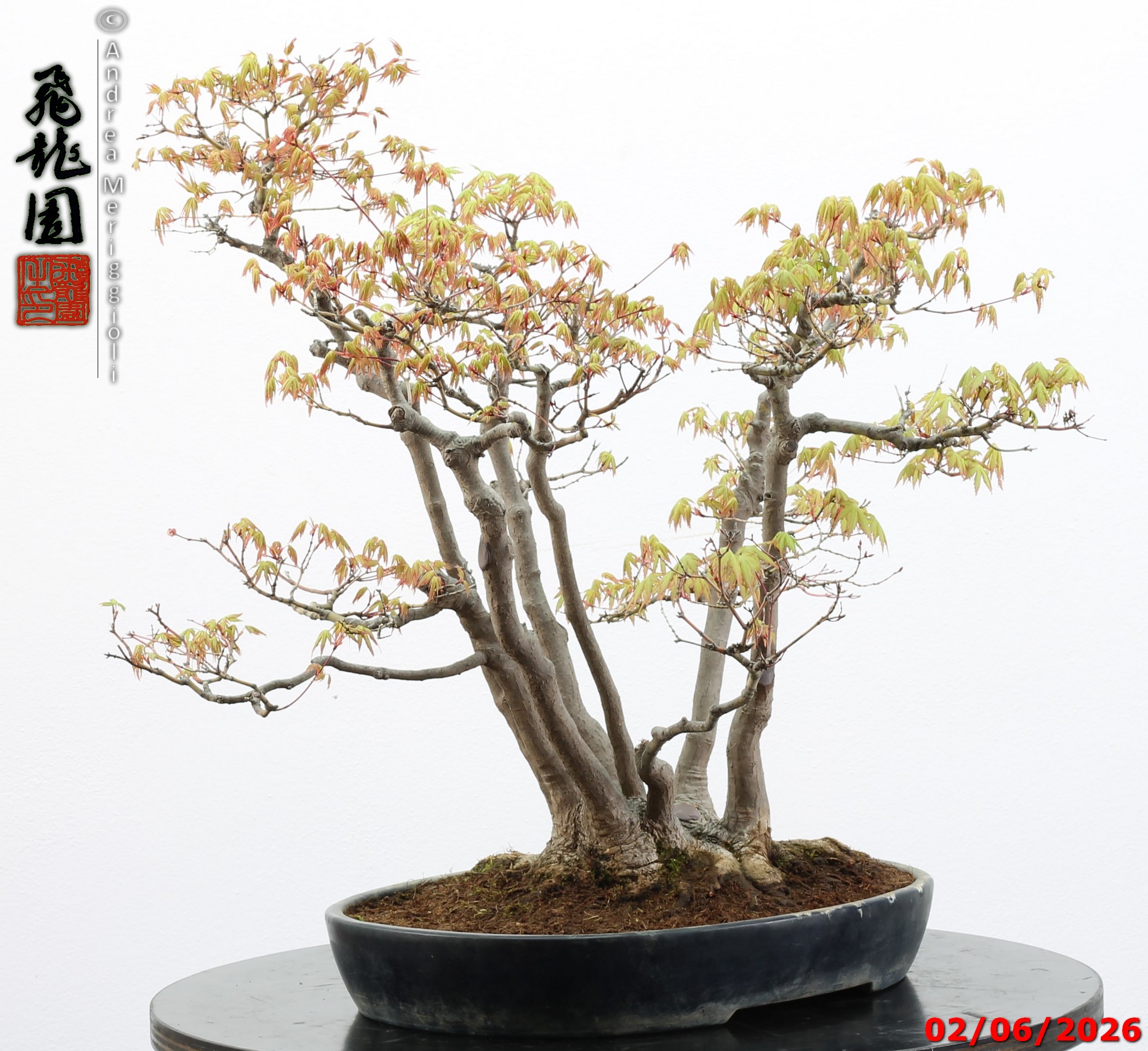 Acer palmatum - immagine 7