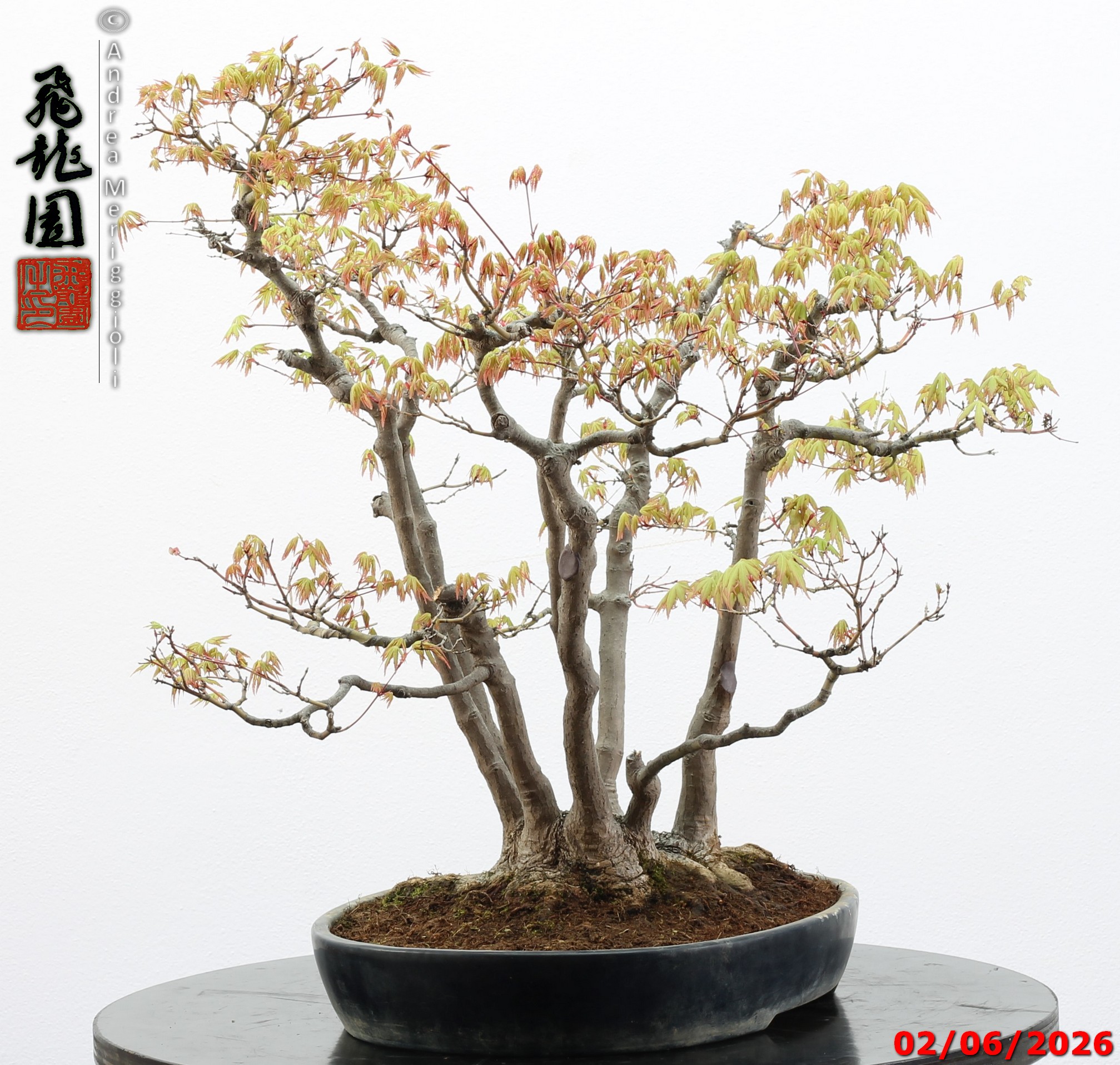 Acer palmatum - immagine 6