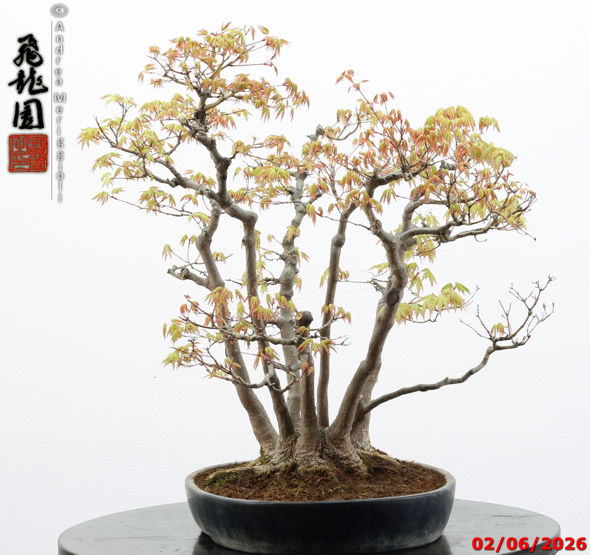 Acer palmatum - immagine 5