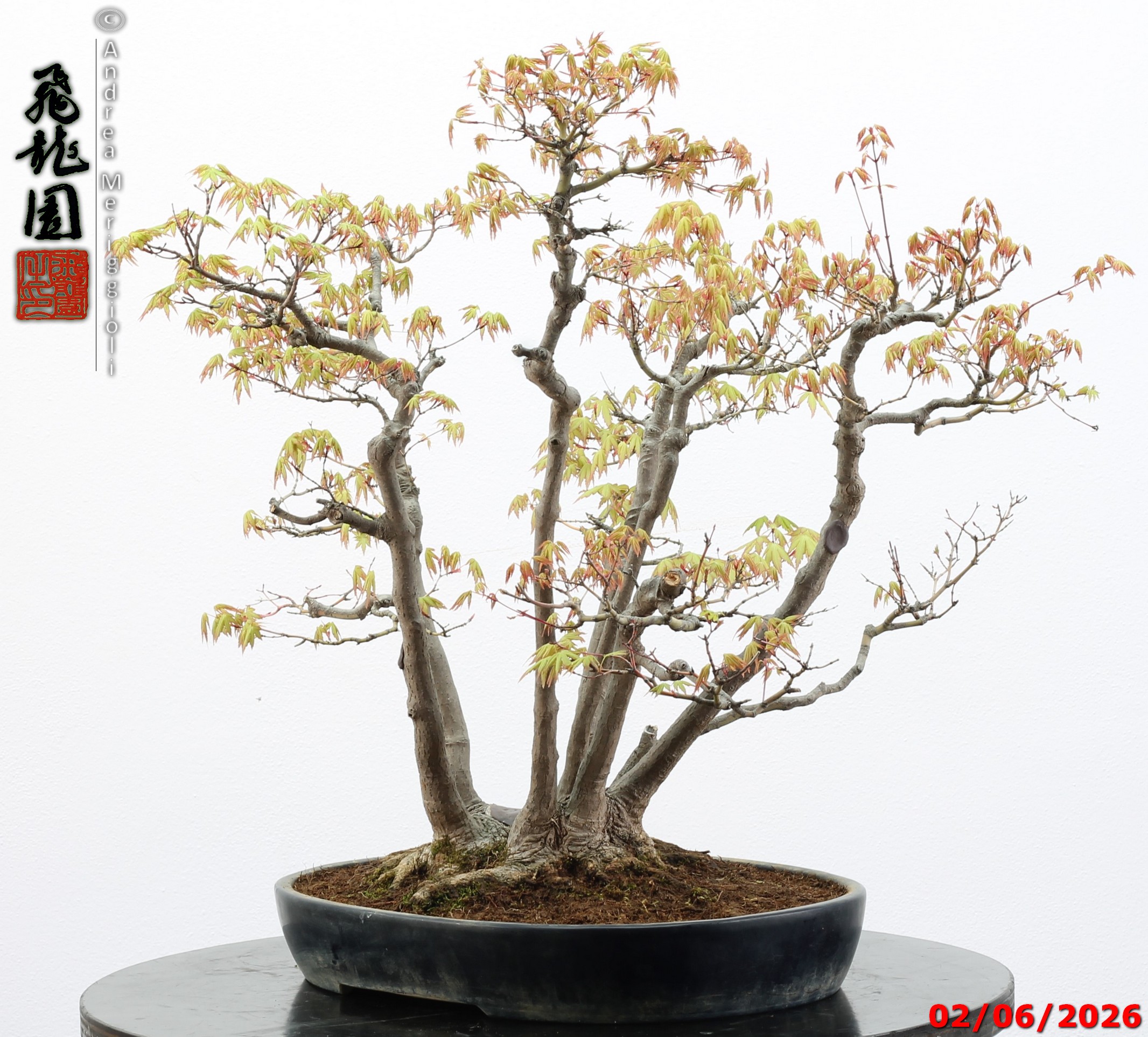 Acer palmatum - immagine 4