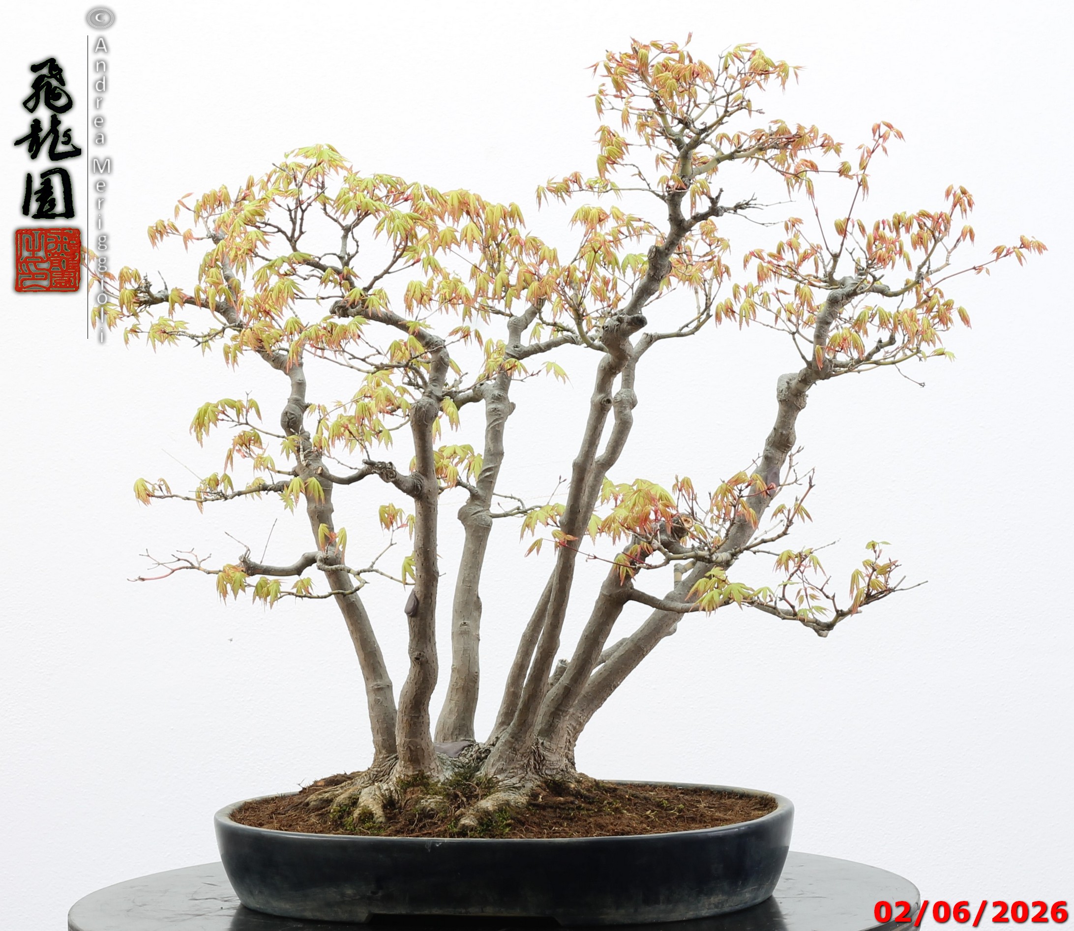 Acer palmatum - immagine 3