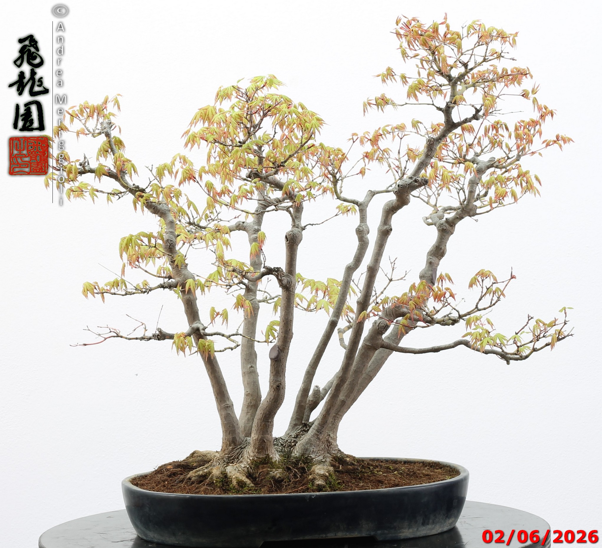 Acer palmatum - immagine 2