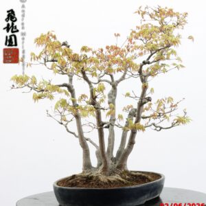 Acer palmatum