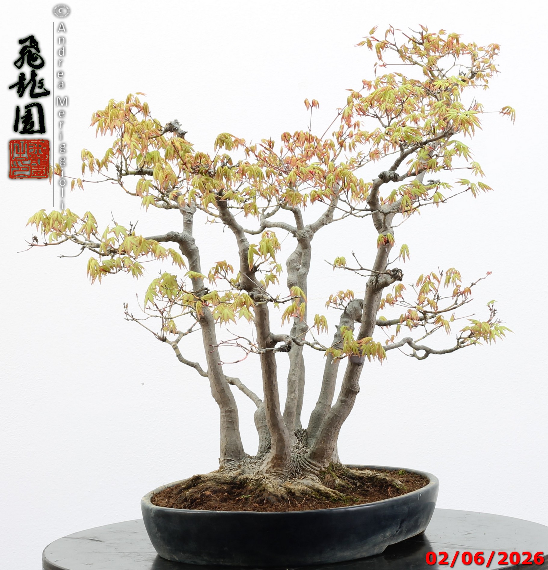 Acer palmatum