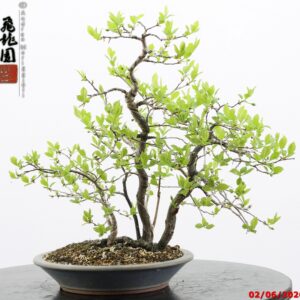 Diospyros kaki