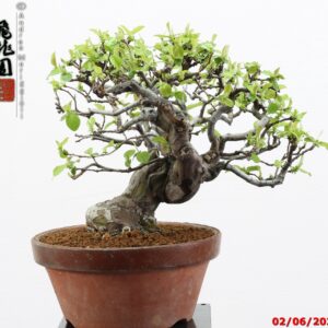 Pseudocydonia sinensis shohin