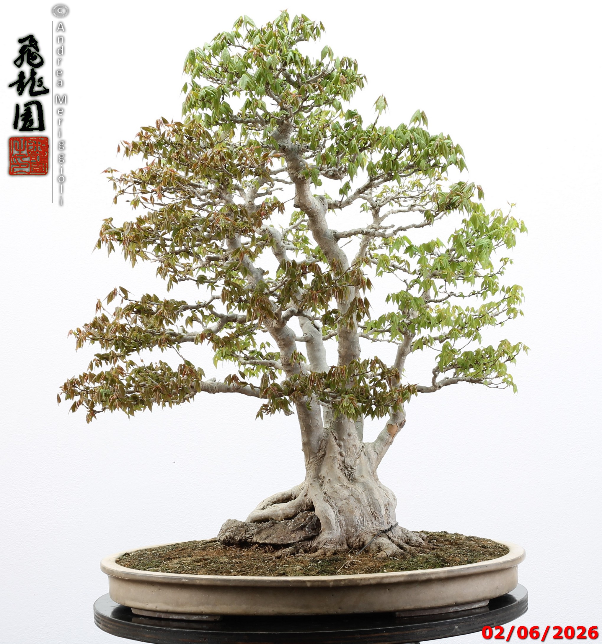 Acer buergerianum ishizuki - immagine 18