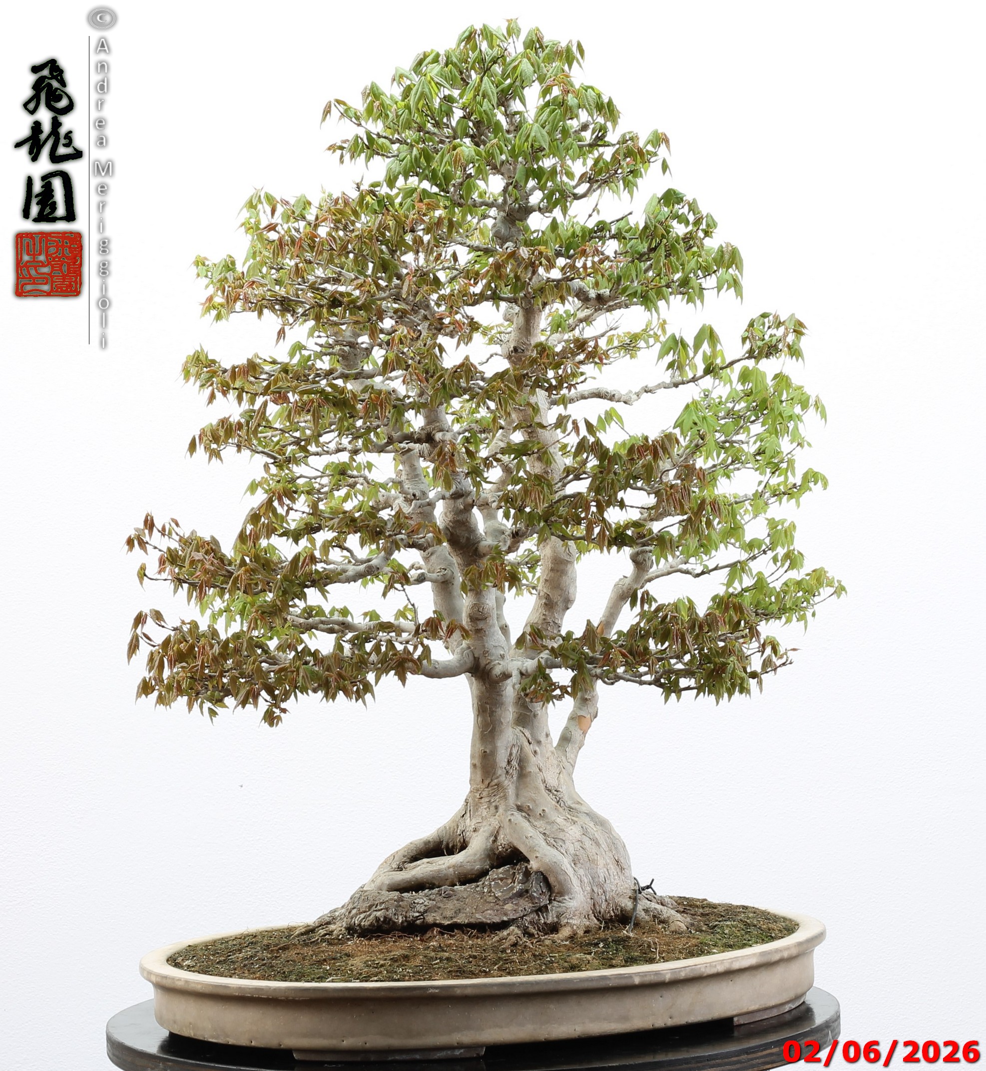 Acer buergerianum ishizuki - immagine 17