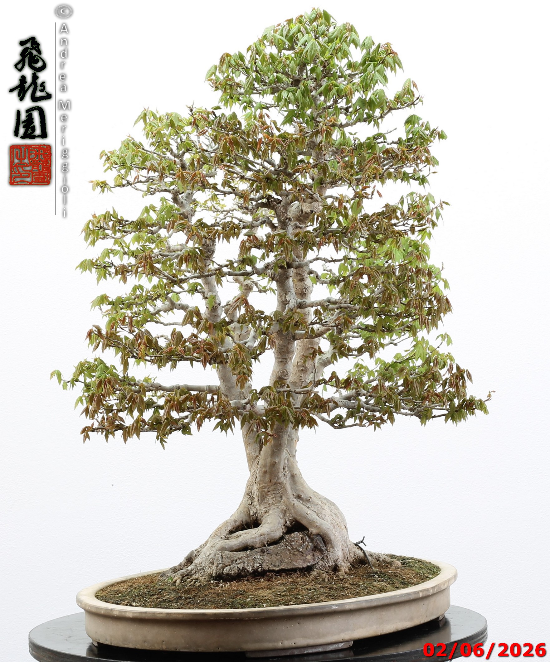 Acer buergerianum ishizuki - immagine 16