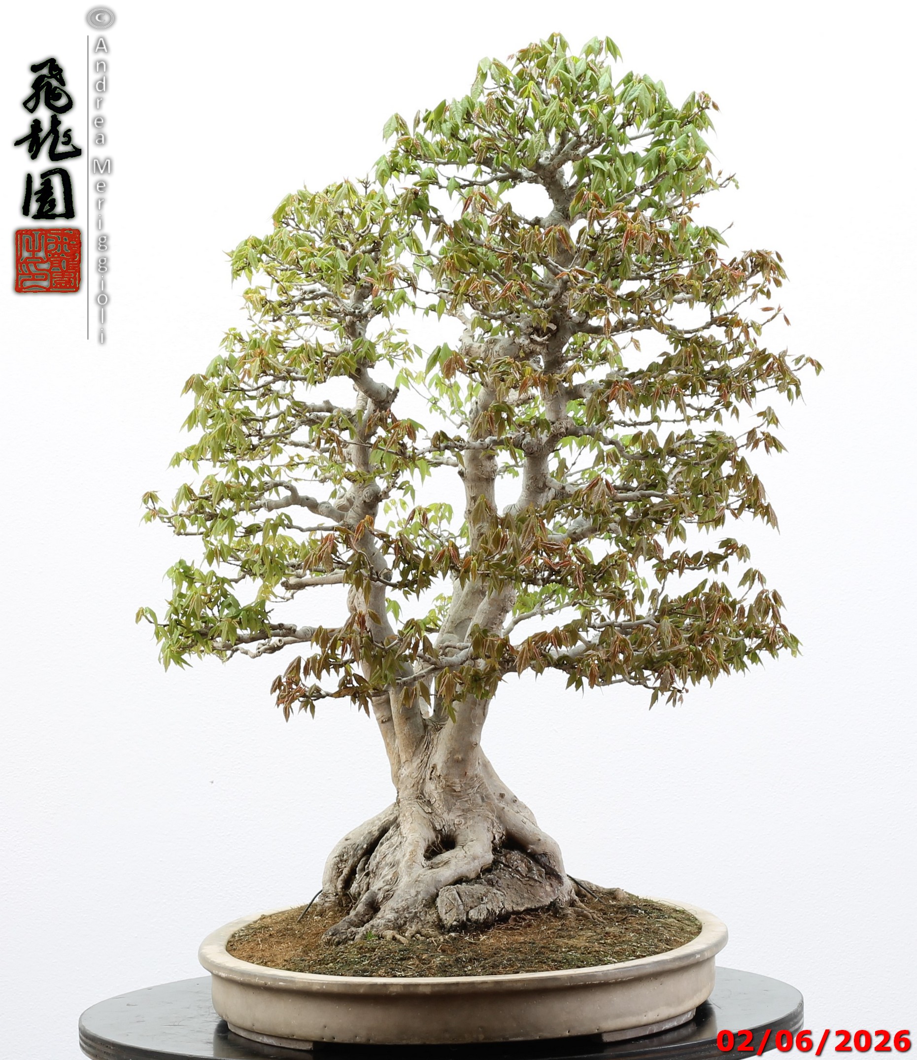 Acer buergerianum ishizuki - immagine 15