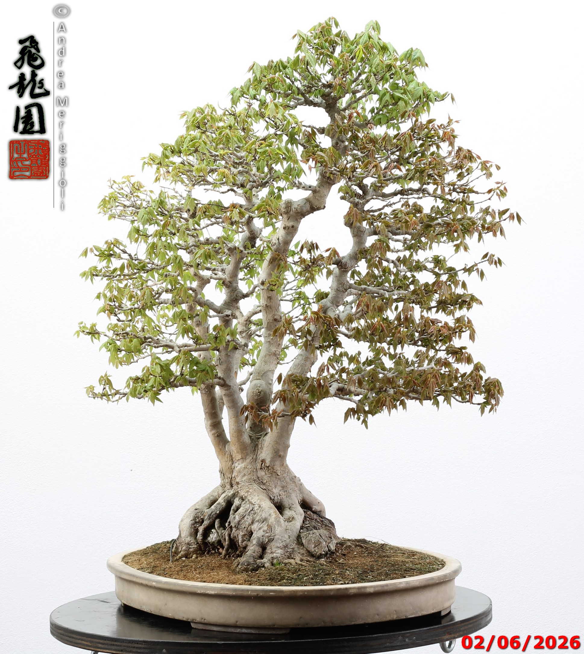 Acer buergerianum ishizuki - immagine 14