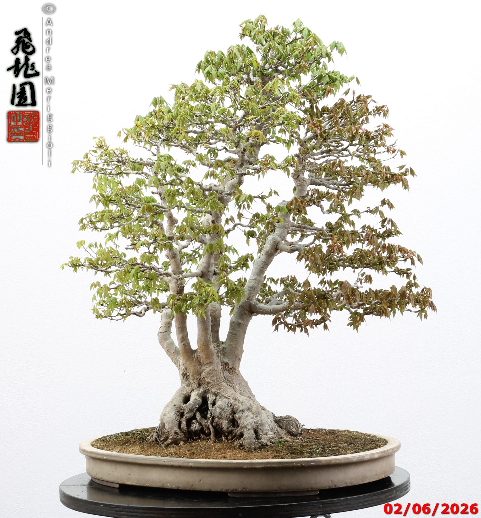 Acer buergerianum ishizuki - immagine 13
