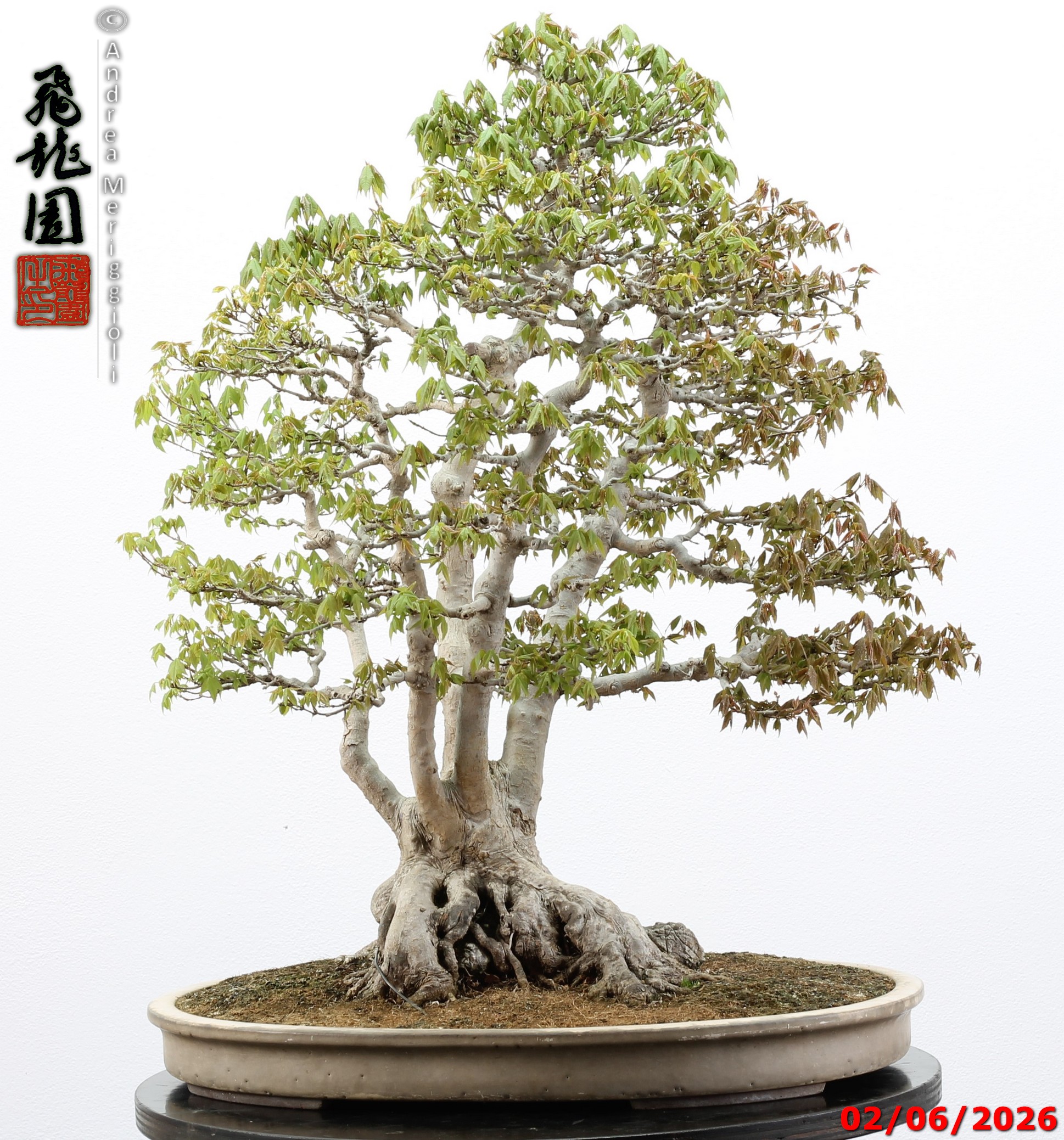 Acer buergerianum ishizuki - immagine 12
