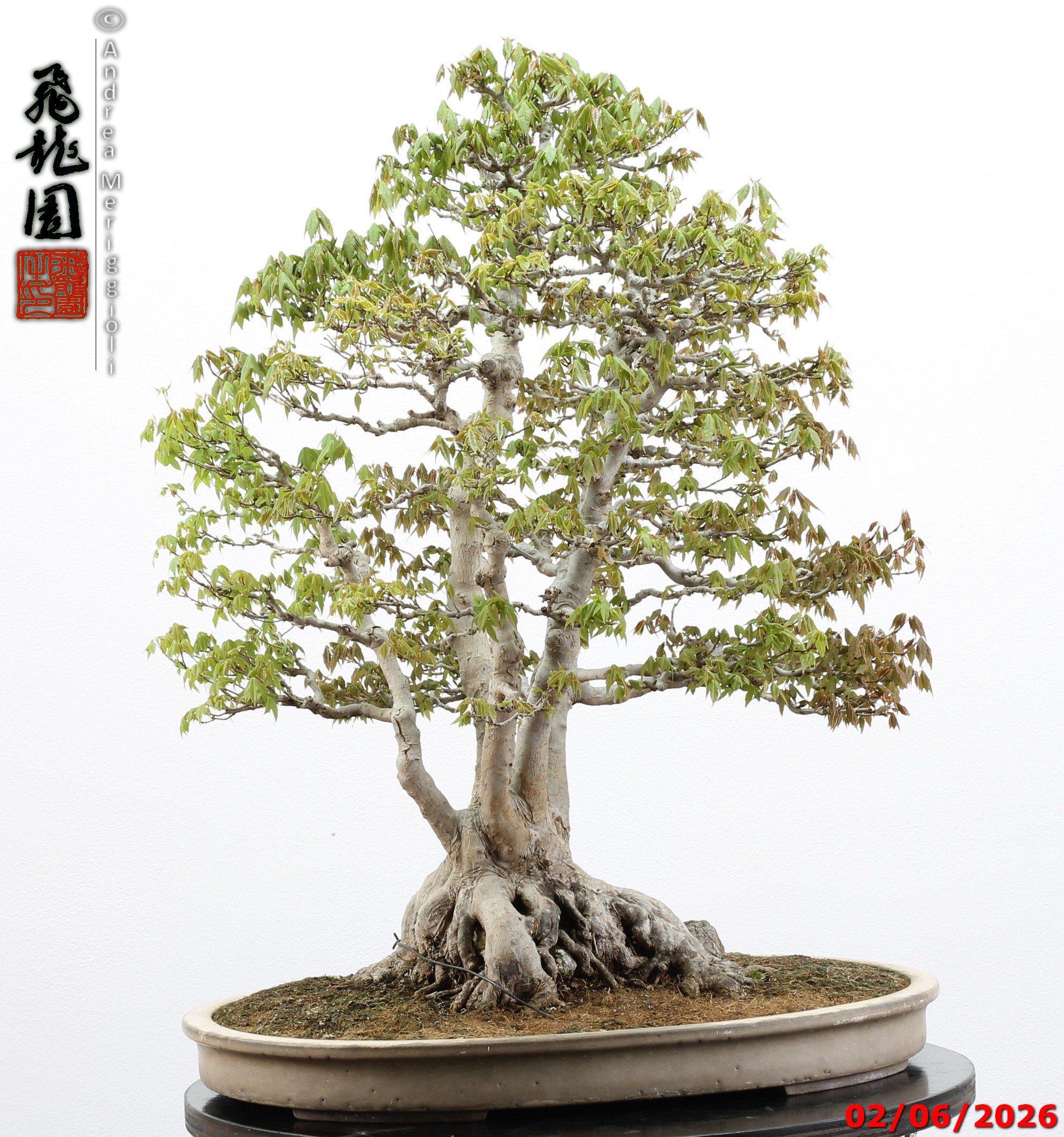 Acer buergerianum ishizuki - immagine 11