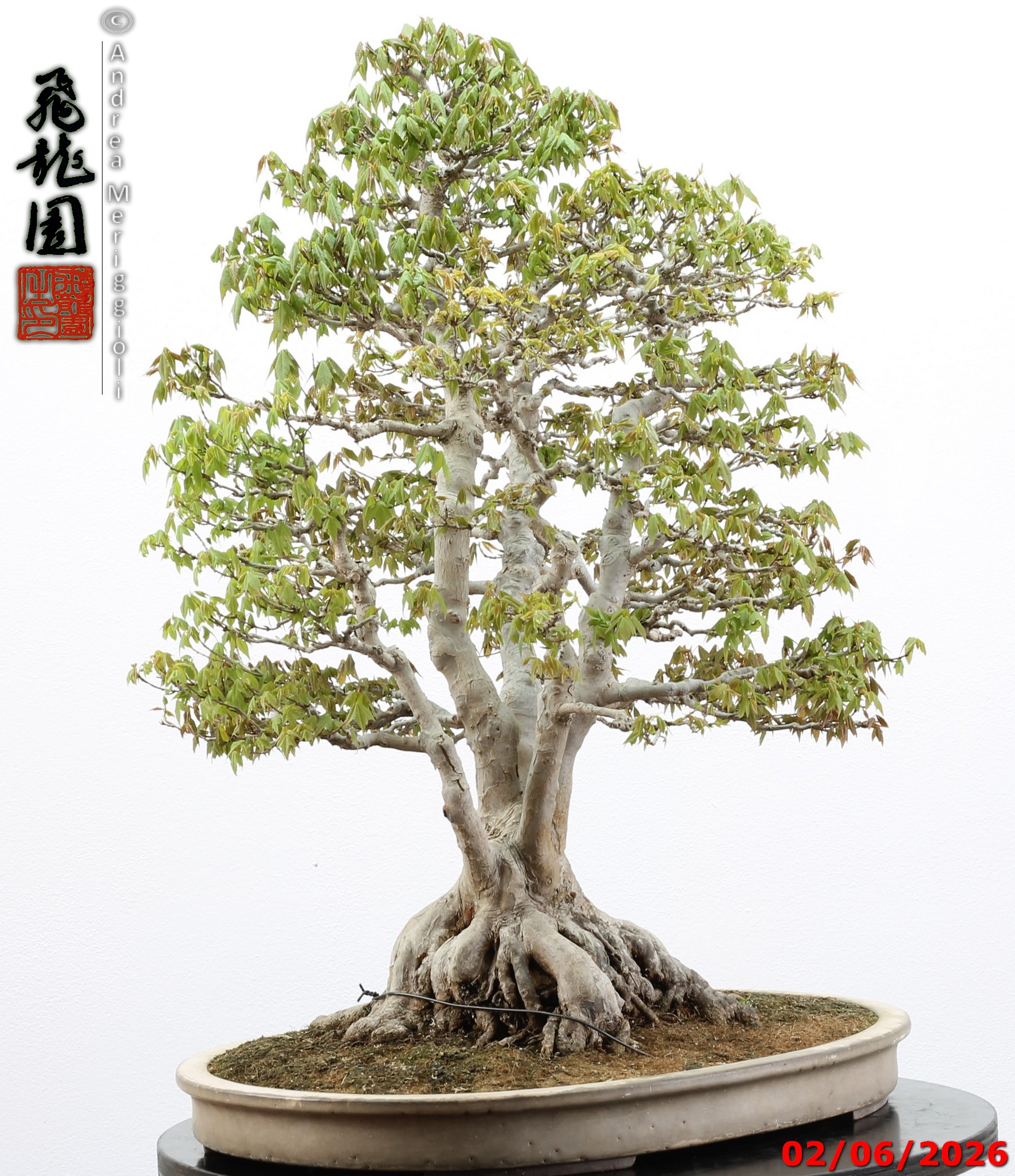 Acer buergerianum ishizuki - immagine 10