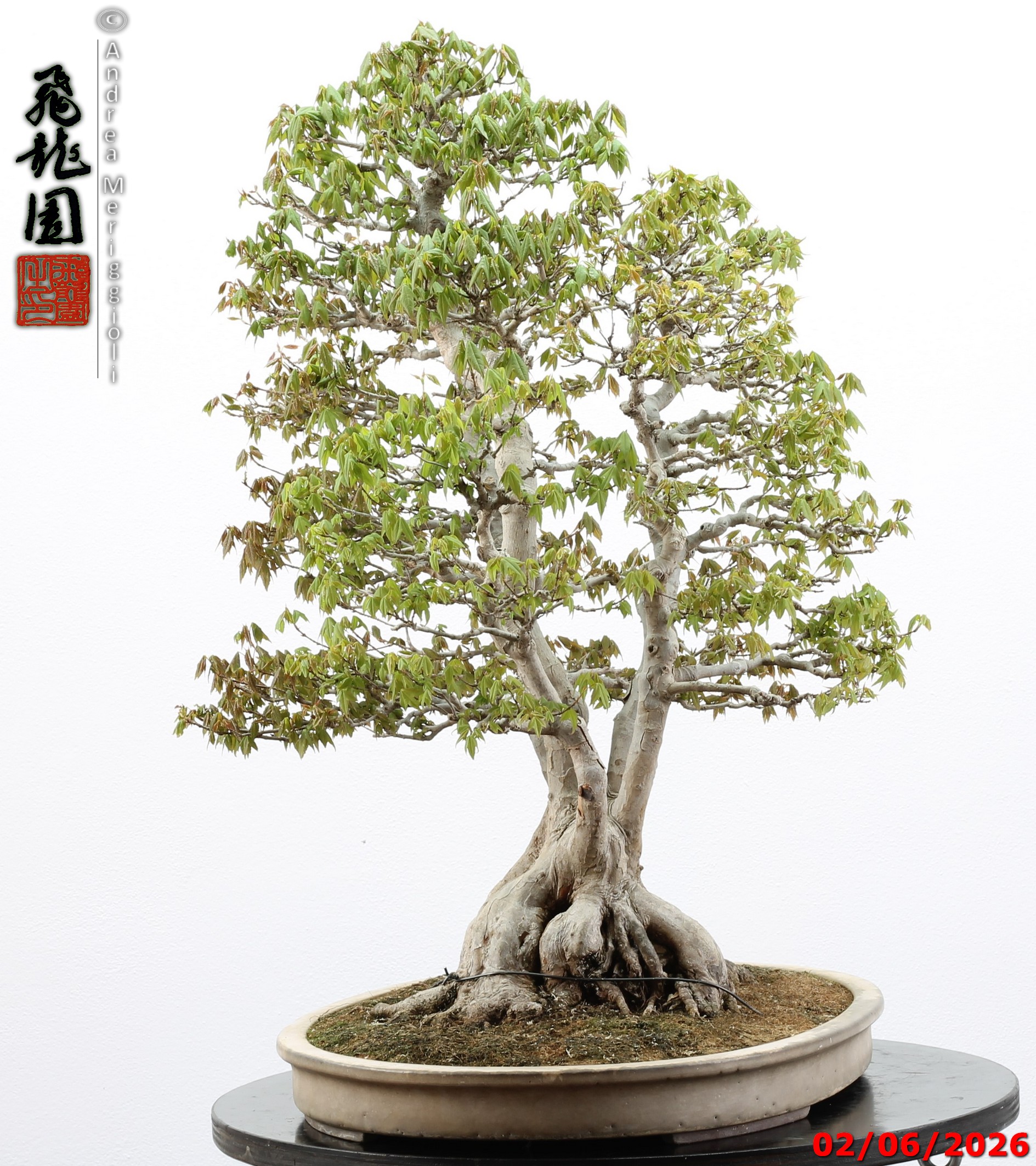 Acer buergerianum ishizuki - immagine 9