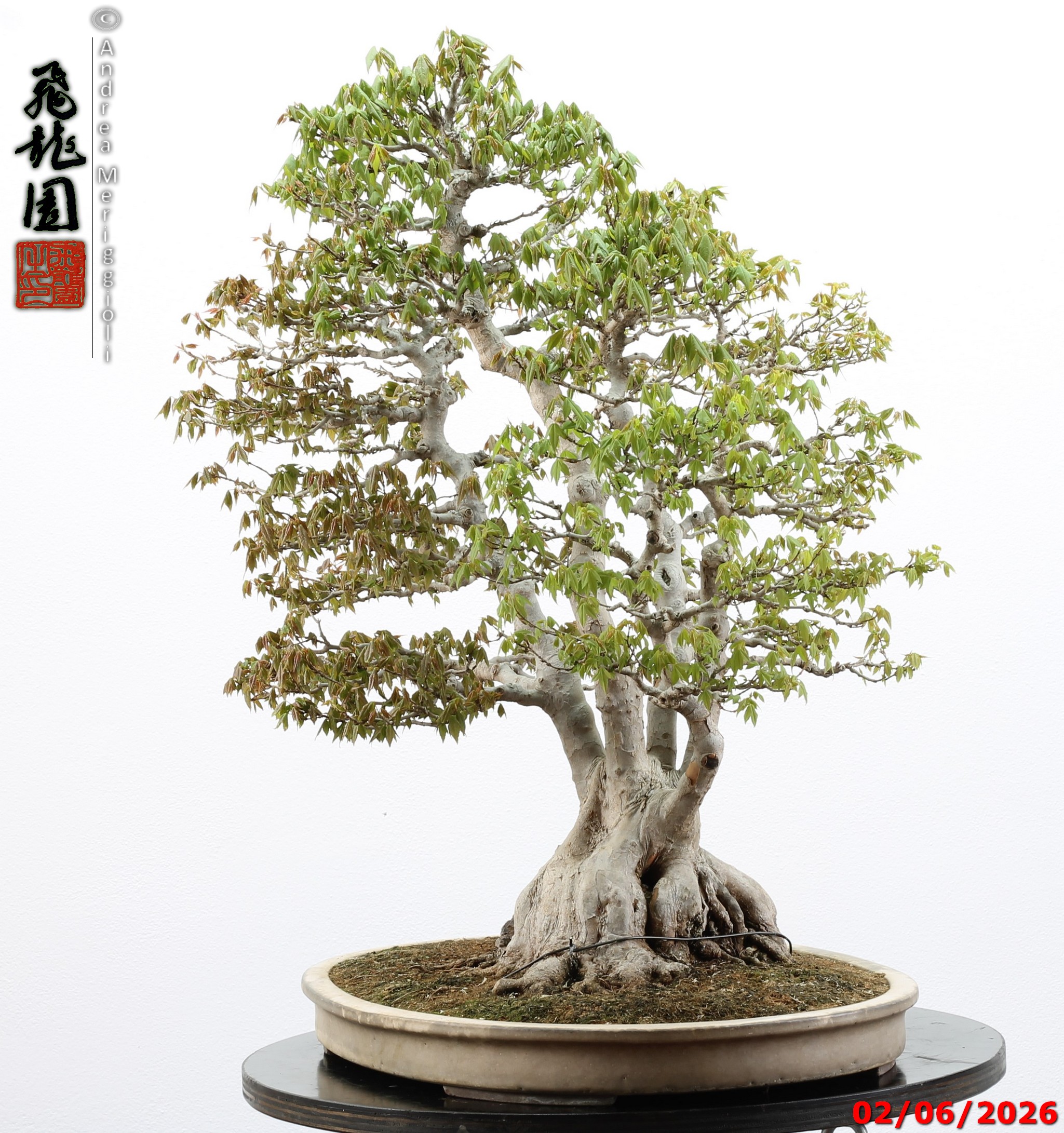 Acer buergerianum ishizuki - immagine 8
