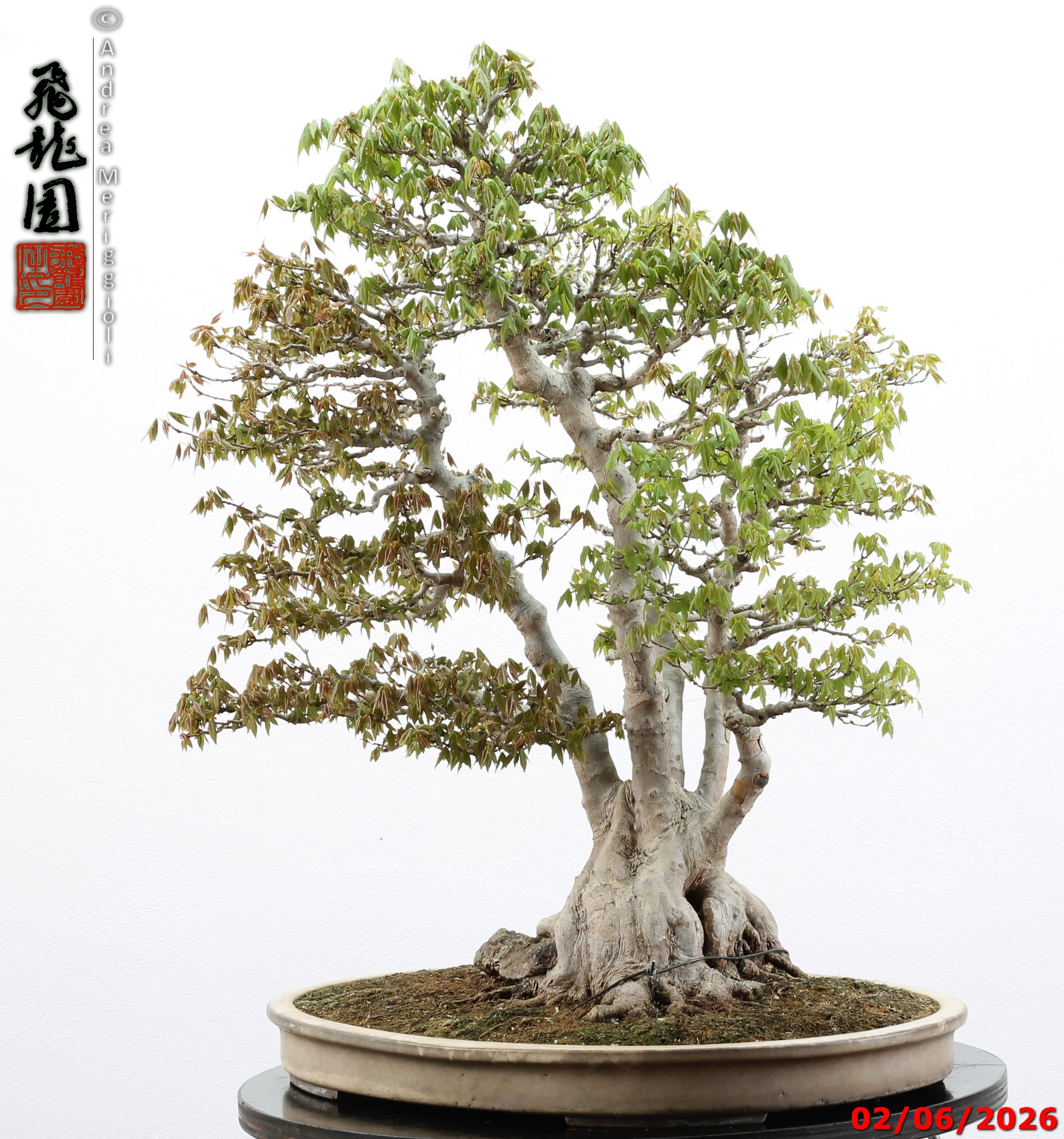 Acer buergerianum ishizuki - immagine 7