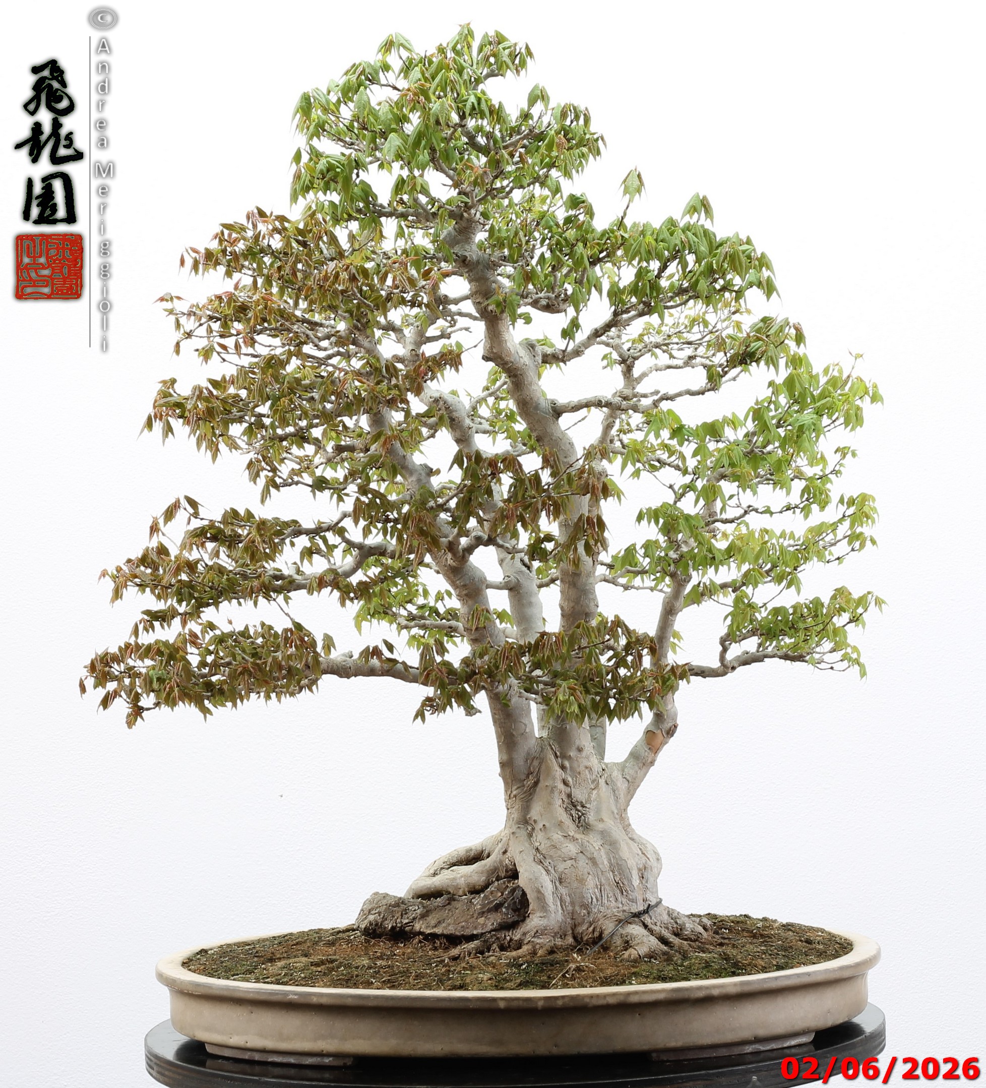 Acer buergerianum ishizuki - immagine 6