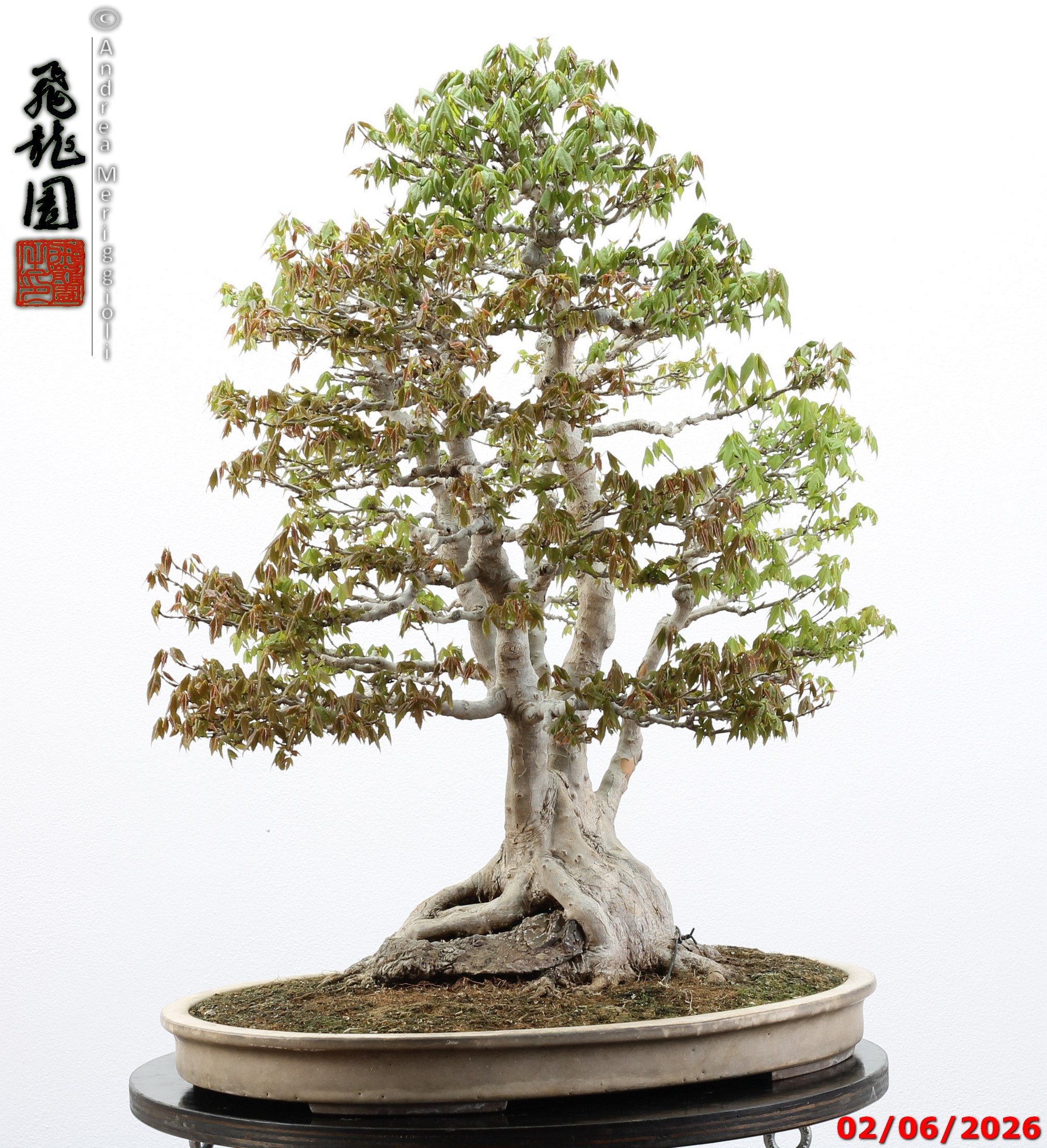 Acer buergerianum ishizuki - immagine 5