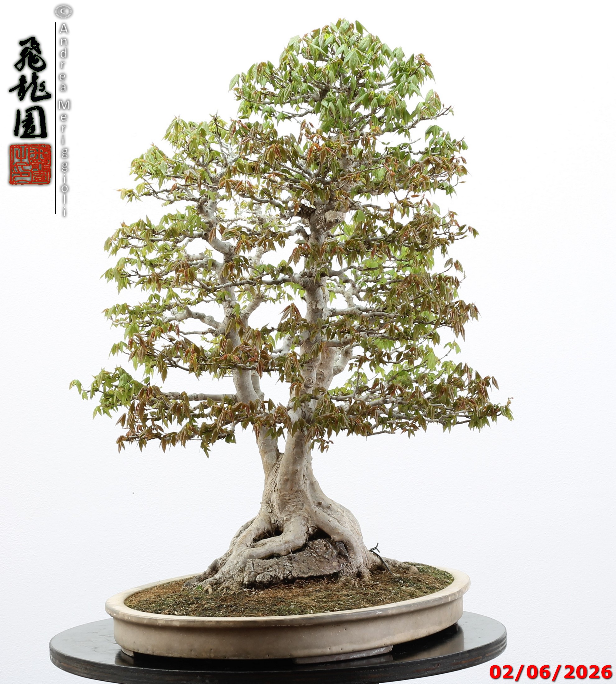 Acer buergerianum ishizuki - immagine 4